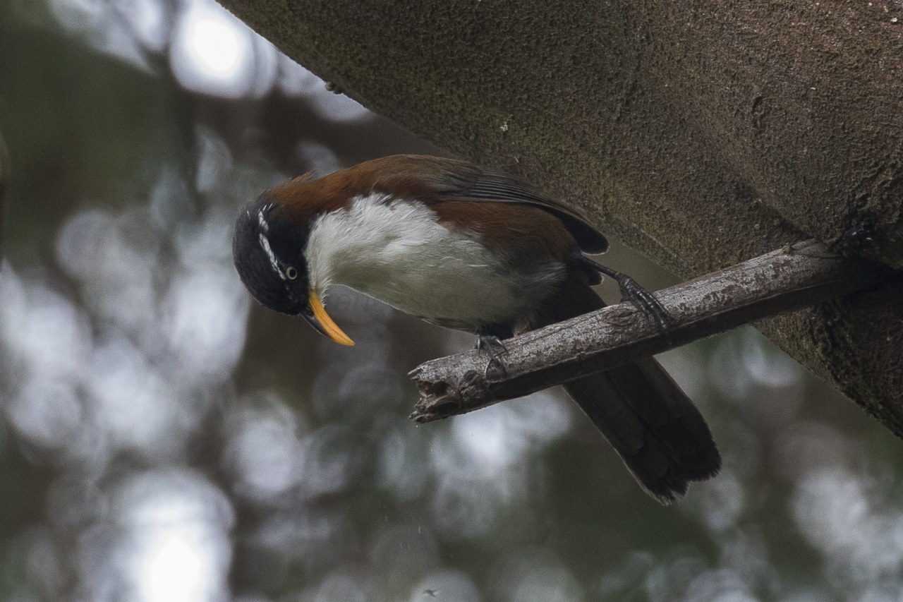 Šabľozob gaštanový (Pomatorhinus montanus)