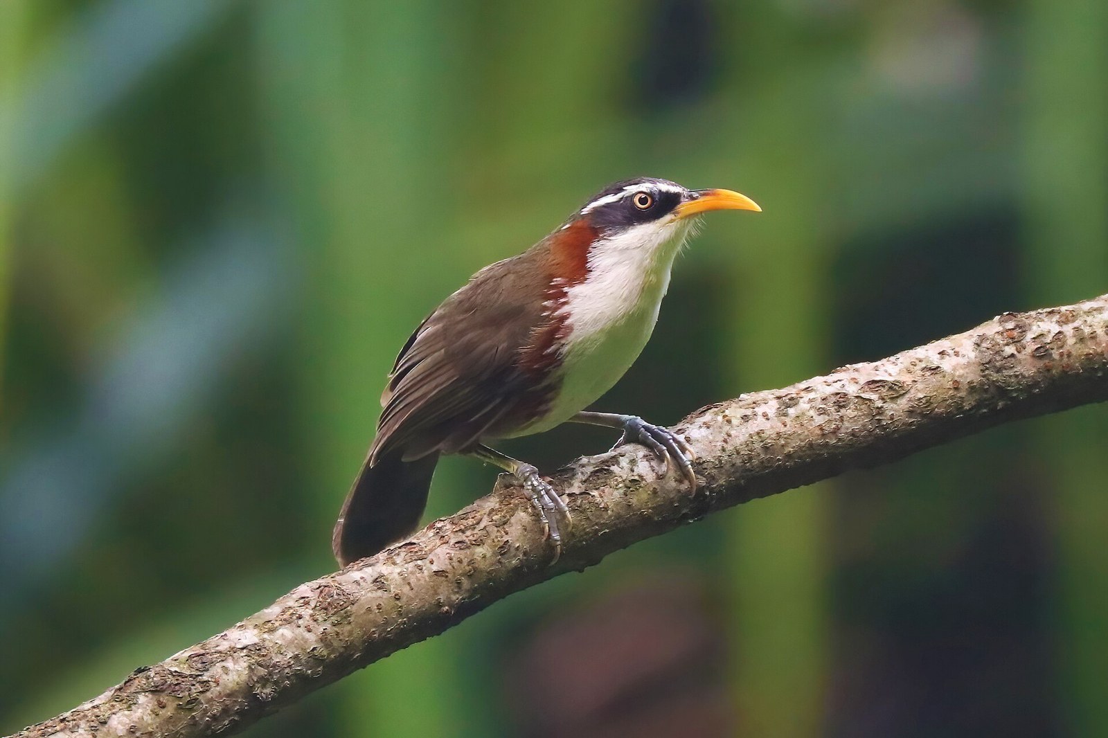 Šabľozob obočnatý (Pomatorhinus schisticeps)