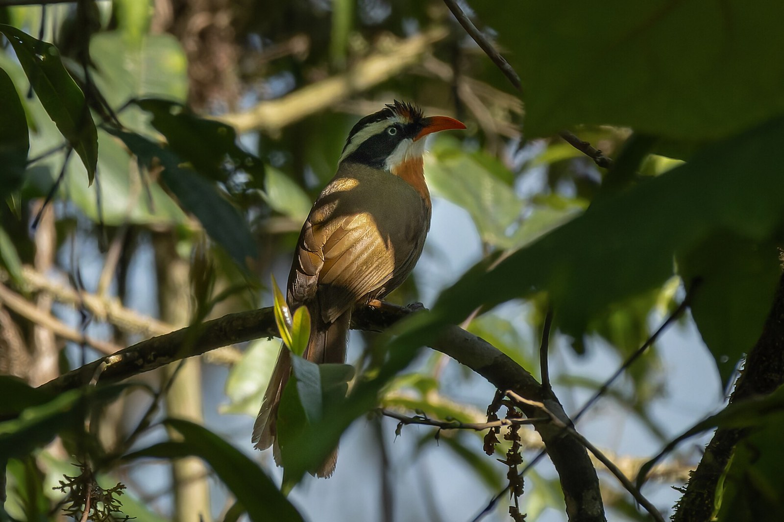 Šabľozob škraboškový (Pomatorhinus ferruginosus)