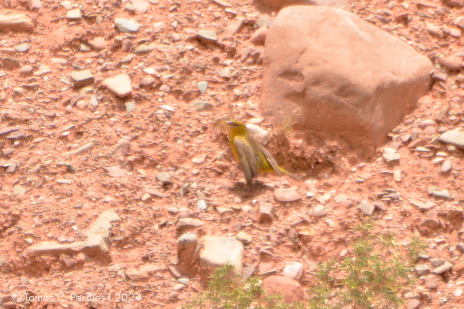 Šafranka olivová (Sicalis olivascens)