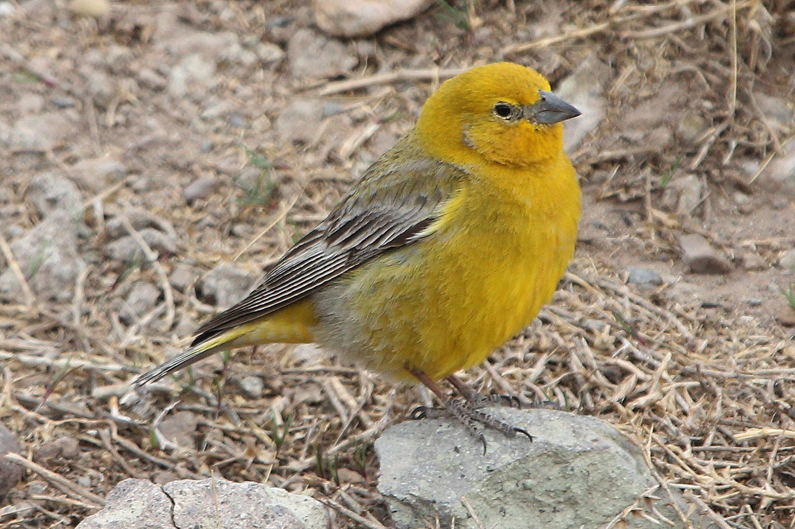 Šafranka zlatobruchá (Sicalis auriventris)