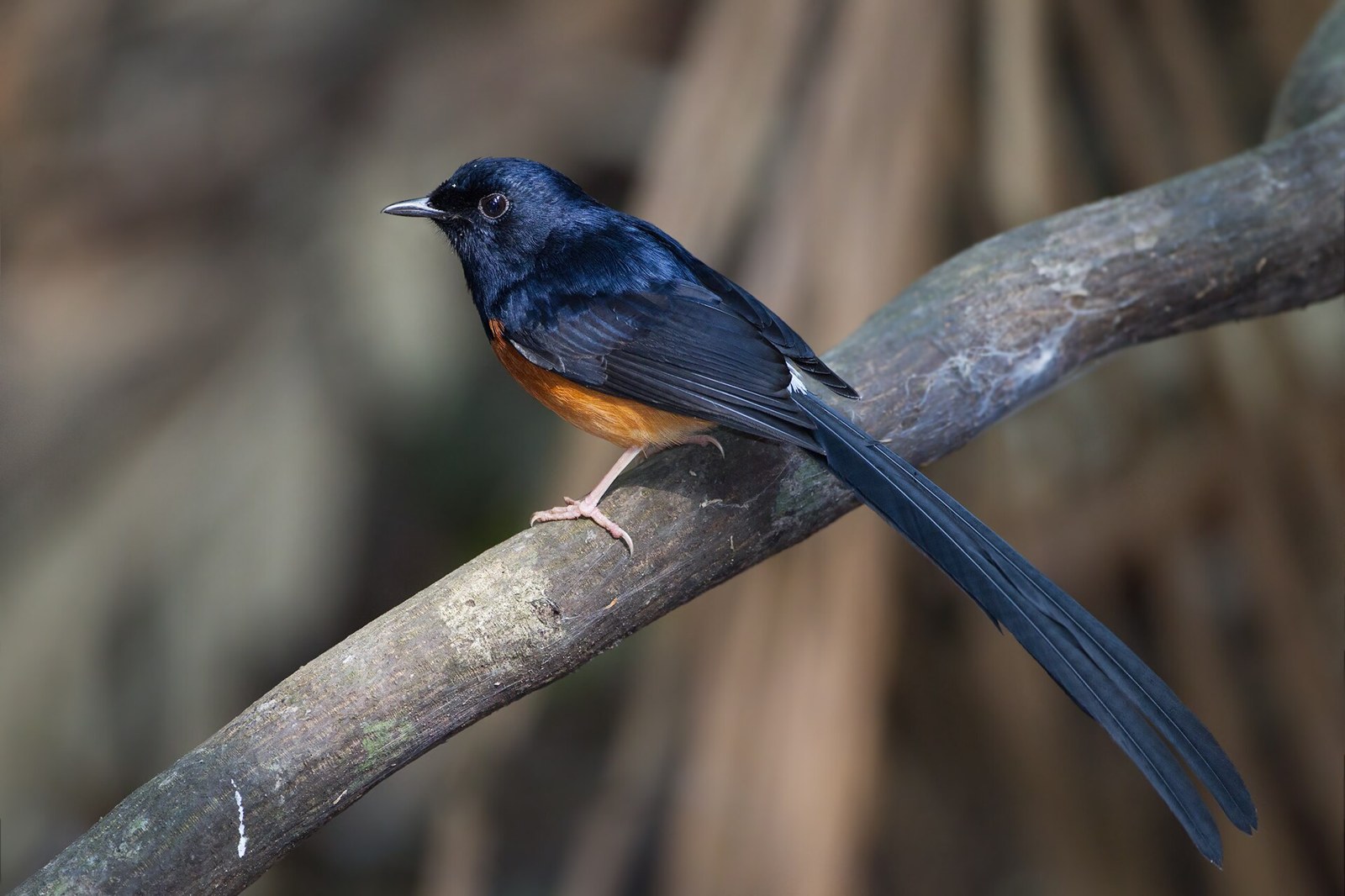 Šáma bielochrbtá (Copsychus malabaricus)