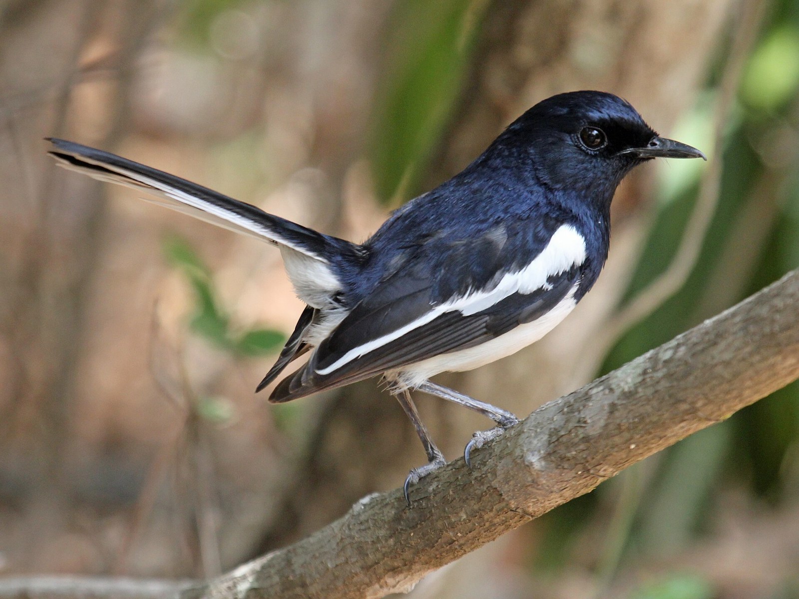 Šáma madagaskarská (Copsychus albospecularis)