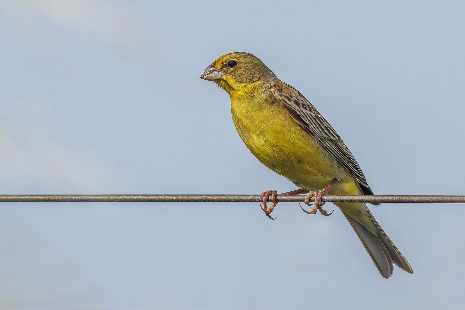 Sicalis lúčny (Sicalis luteola)