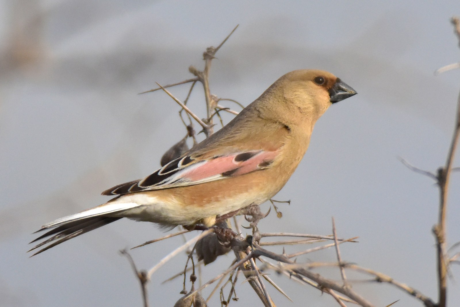 Sivák pustatinný (Rhodospiza obsoleta)