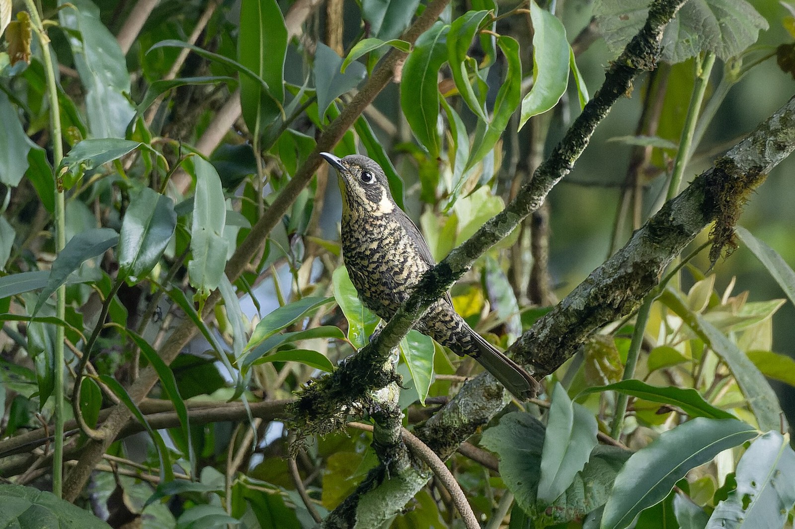 Skaliar gaštanový (Monticola rufiventris)