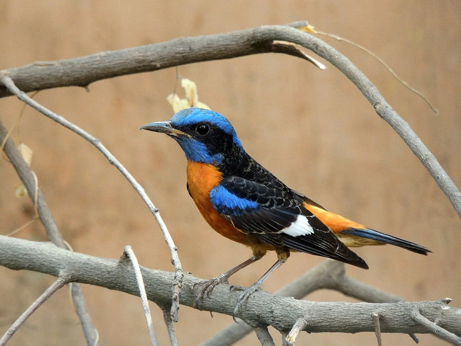 Skaliar modrohlavý (Monticola cinclorhynchus)