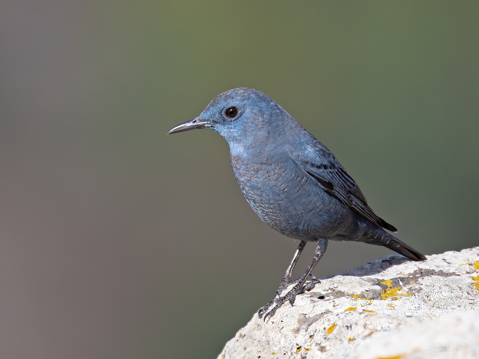 skaliar modrý (Monticola solitarius)