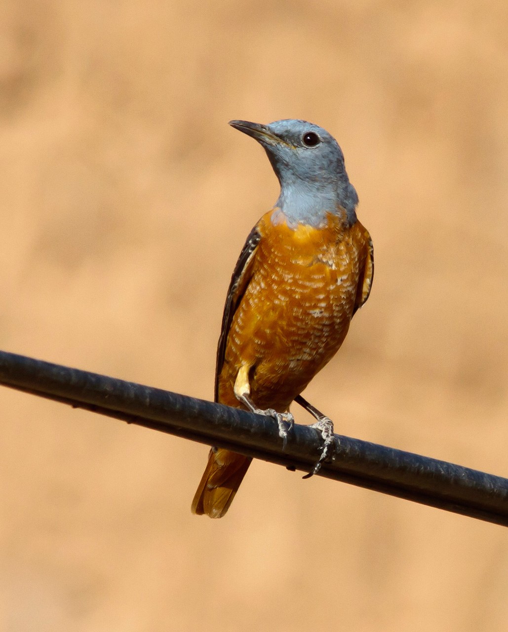 skaliar pestrý (Monticola saxatilis)