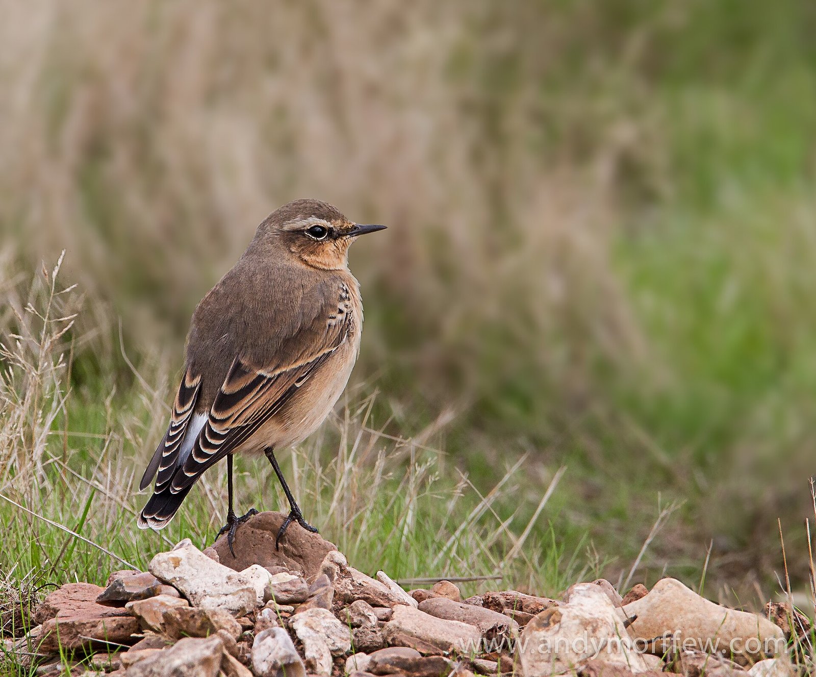 Skaliarik sivý (Northern Wheatear) — samica matnejšia hnedo-šedá ale s identickým bielym T-vzorom na chvoste, diagnostický znak rodu Oenanthe pri lete