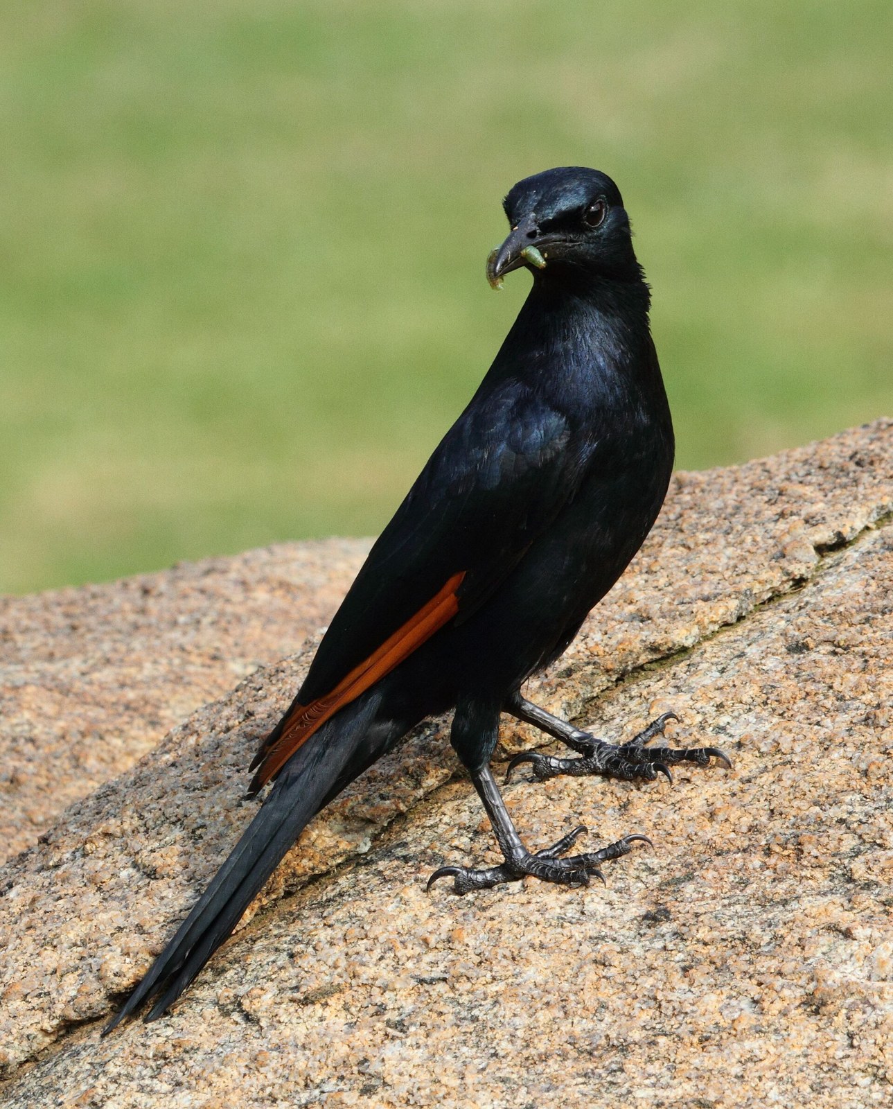 Škorec červenokrídly (Onychognathus morio)