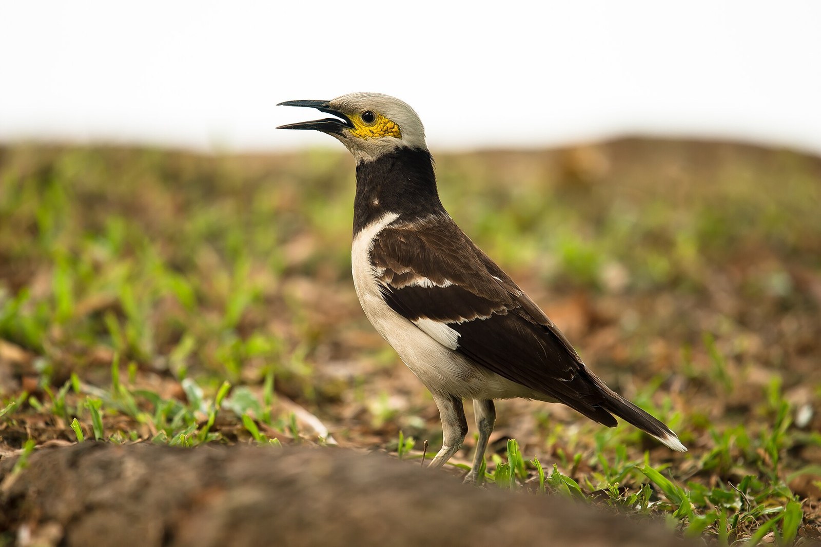 Škorec čiernogolierový (Gracupica nigricollis)