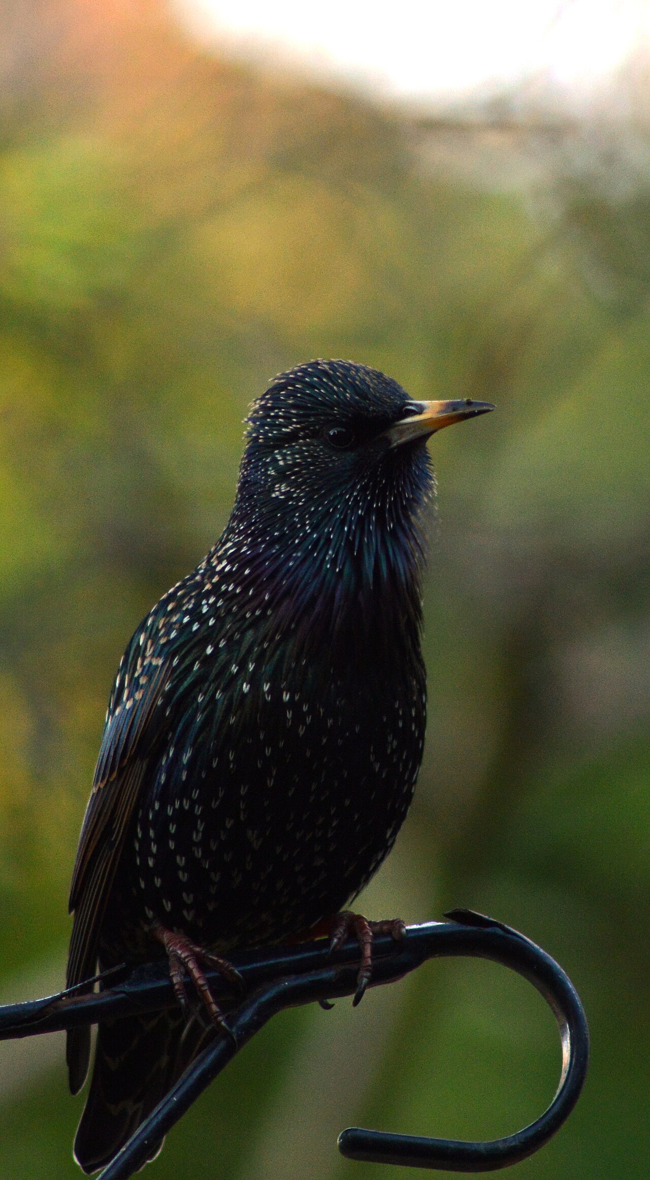 Škorec obyčajný — Sturnus vulgaris, dospelý jedinec s lesklo čiernym iridescenčným operením vykazujúcim purpurové, zelené a bronzové štrukturálne sfarbenie a charakteristické krémovobiele bodky po jesennom pelichaní (zdrobnenina „hviezda