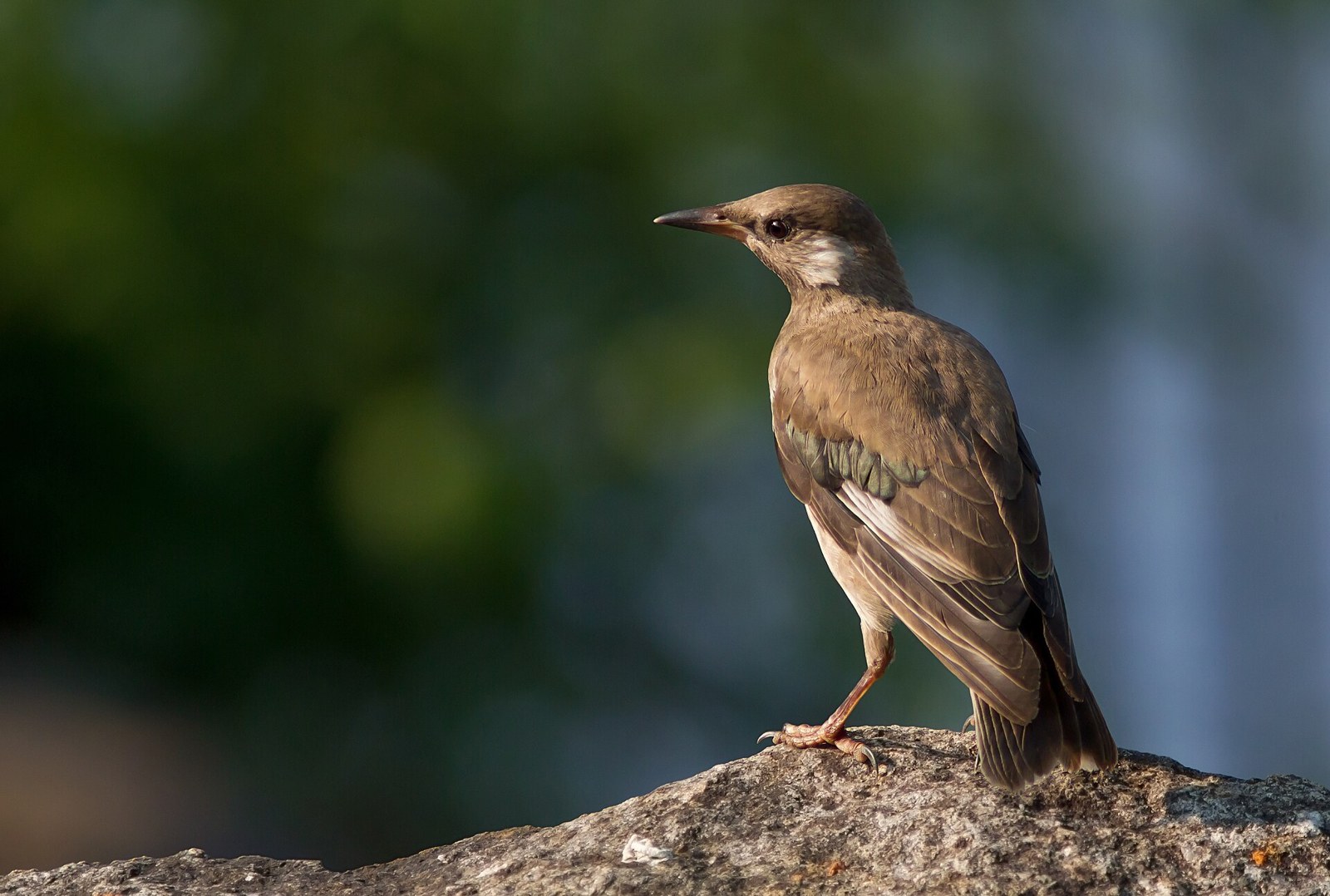 Škorec popolavý (Spodiopsar cineraceus)