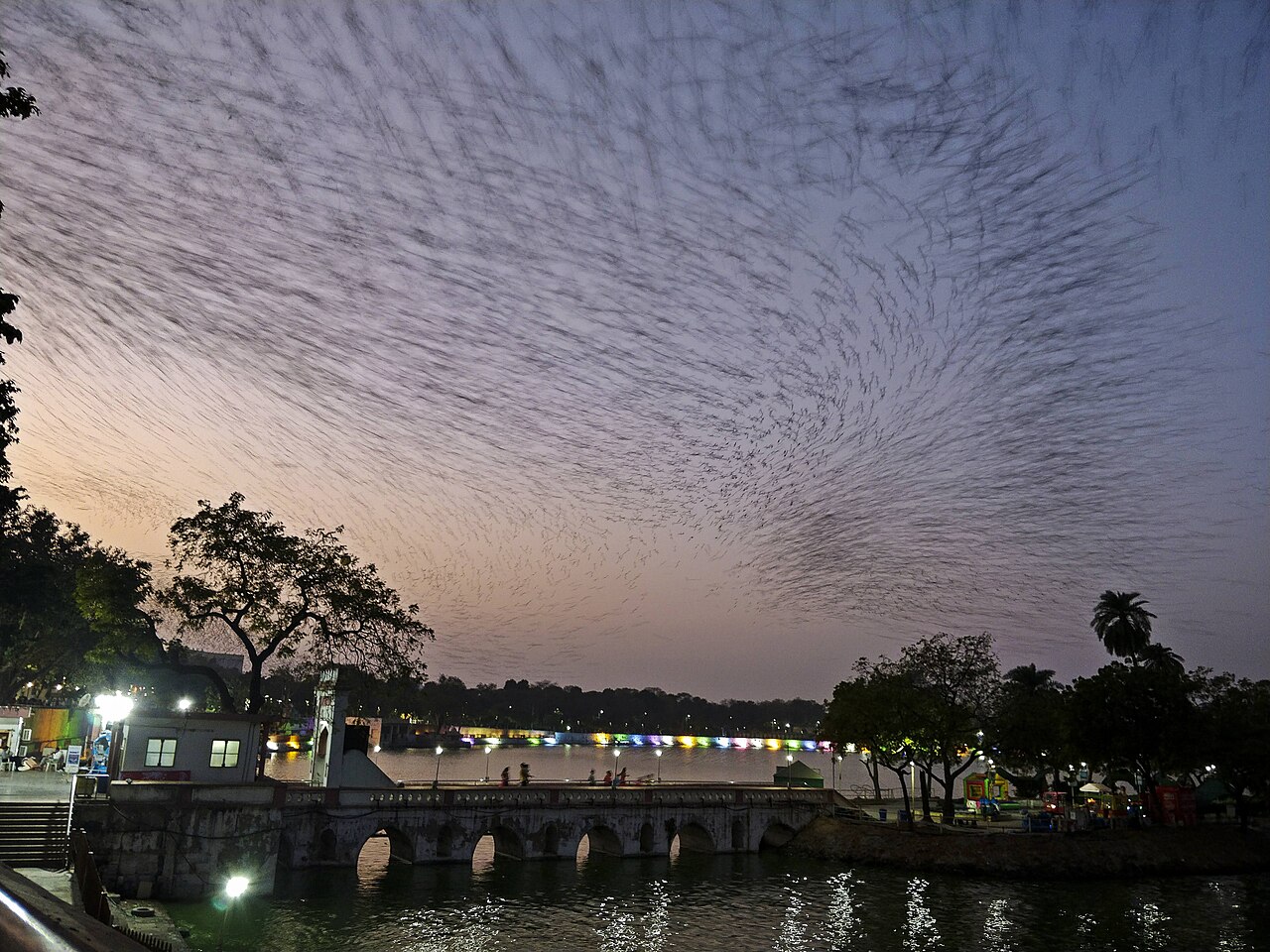 Škorec ružový — murmuration, hejno tisícov vtákov nad jazerom Kankaria v Ahmedabade, India