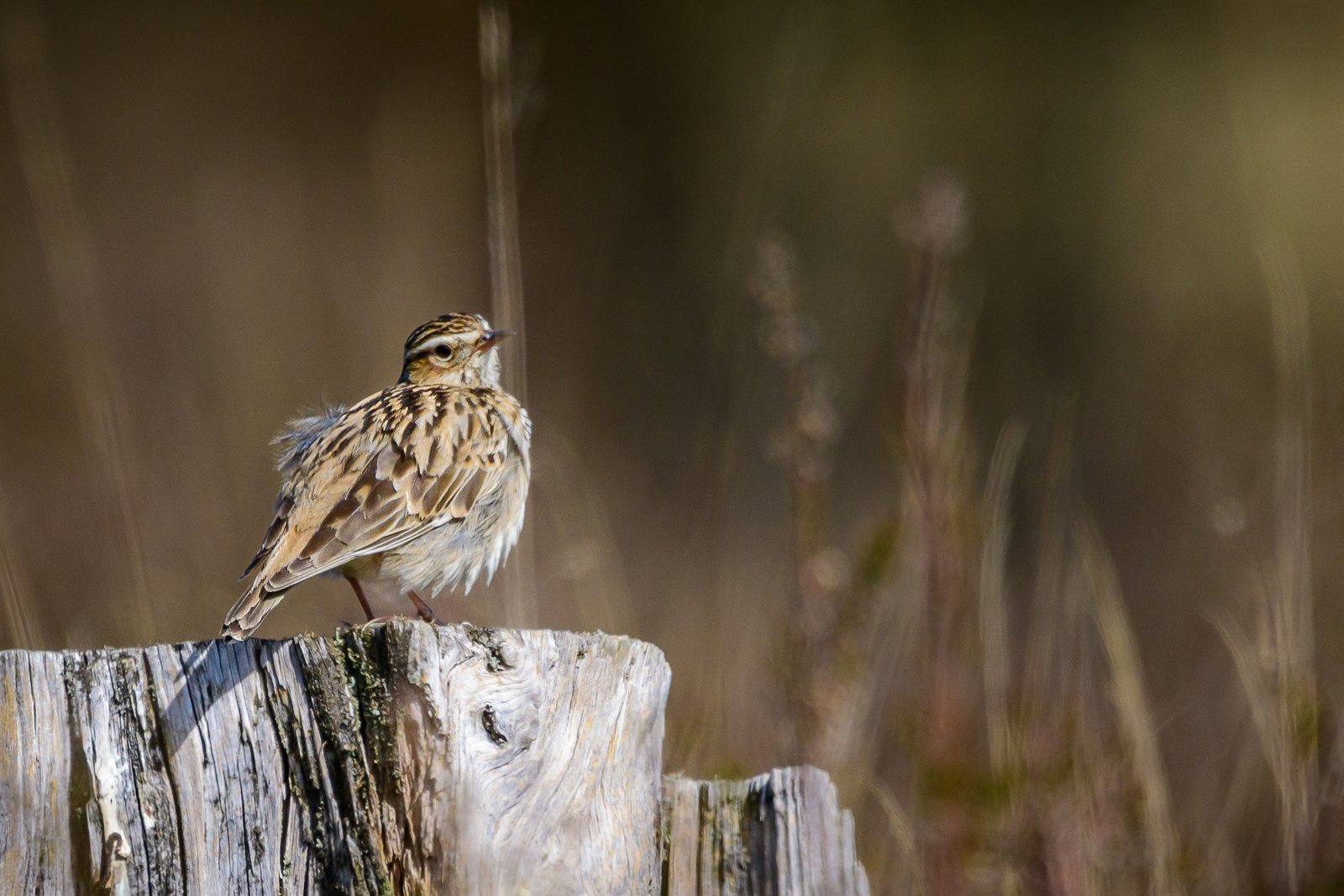Škovránok stromový (Heidelerche) — dospelý jedinec v prirodzenom vresoviskovom biotope, NSG Elmpter Schwalmbruch Nemecko 18. apríl 2022, foto Stephan Sprinz CC BY 4.0 Wiki Loves Earth 2022