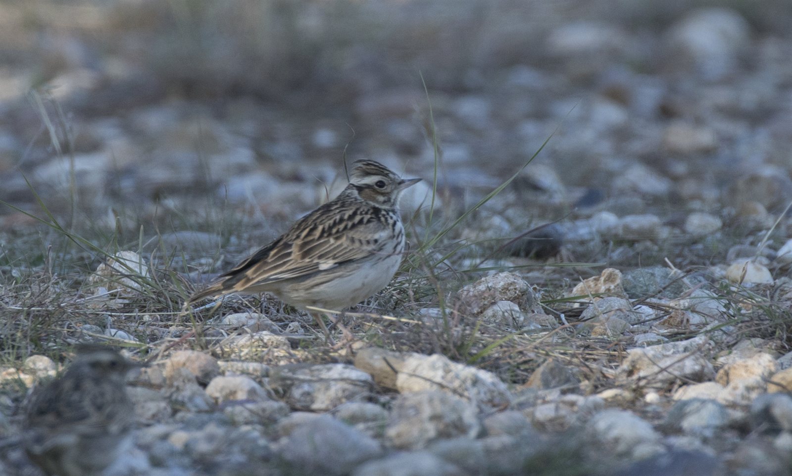 Škovránok stromový (Wood Lark) — dospelý jedinec v charakteristickej kompaktnej postave s krátkym chvostom, Eskibaraj Seyhan Adana Turecko 18. december 2016, foto Zeynel Cebeci CC BY-SA 4.0