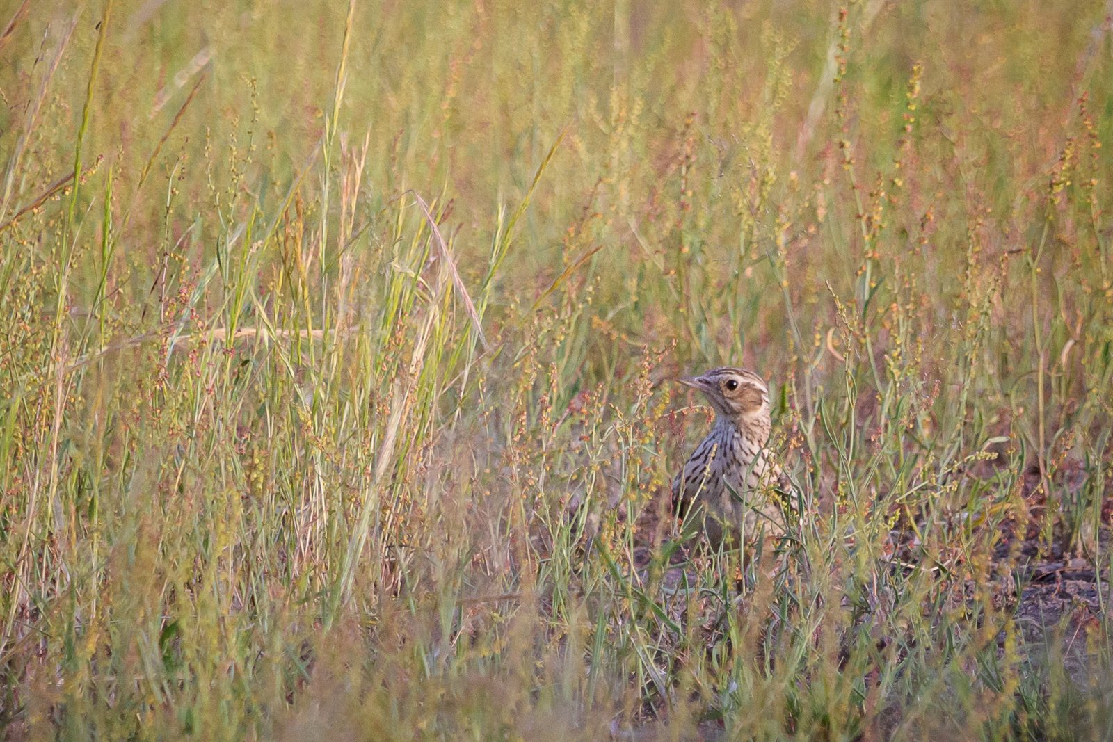 Škovránok stromový (Heidelerche) — dospelý jedinec v centrálnom biotope vresoviska, Viernheimer Heide nature preserve Hesse Nemecko 19. jún 2021, foto Stephan Sprinz CC BY 4.0 Wiki Loves Earth 2022