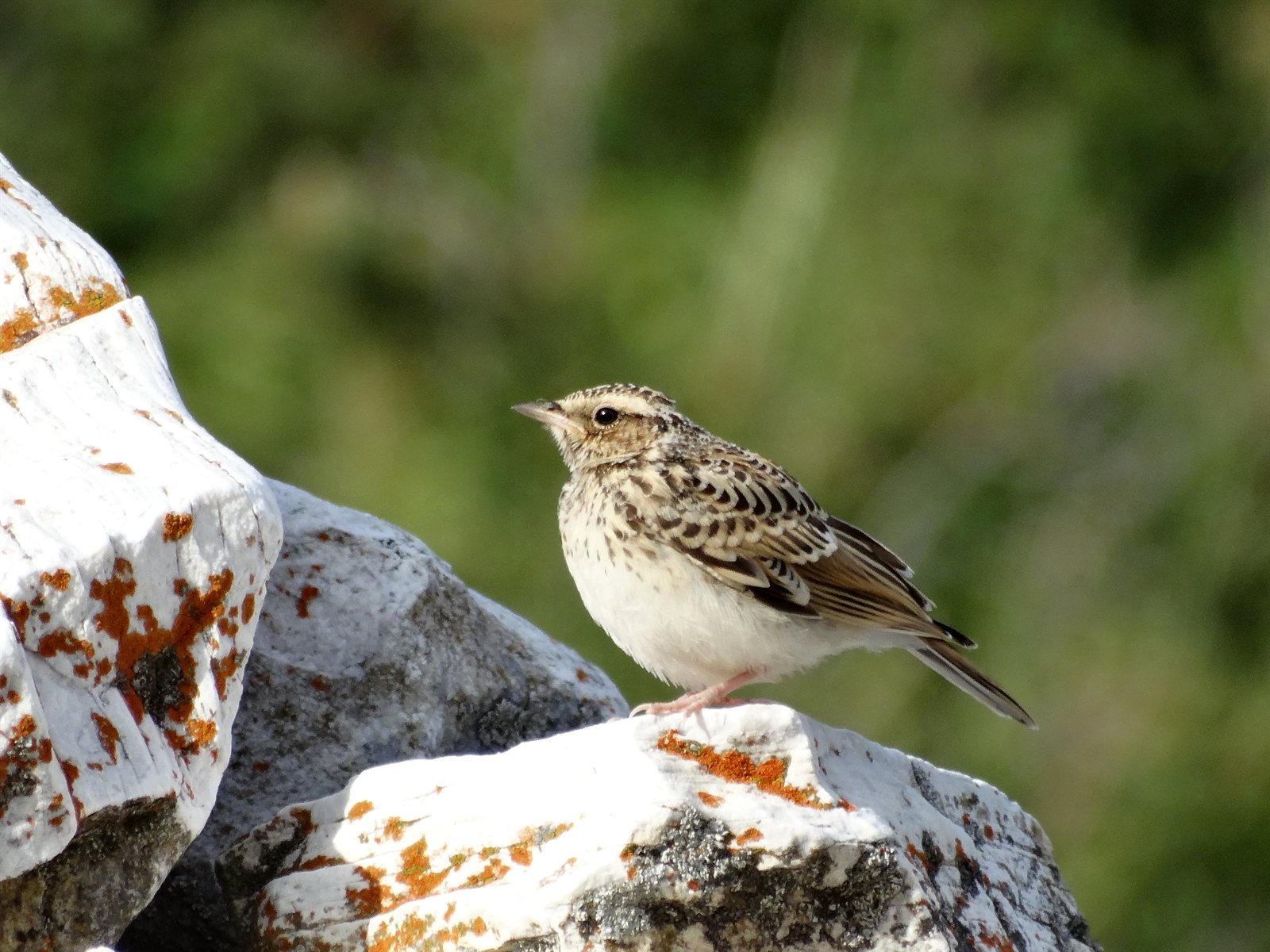 Škovránok stromový (Lullula arborea) — dospelý jedinec v Natura 2000 chránenom území, Grécko 6. júl 2013, foto K. B. Simoglou CC BY-SA 4.0 Wikimedia Commons