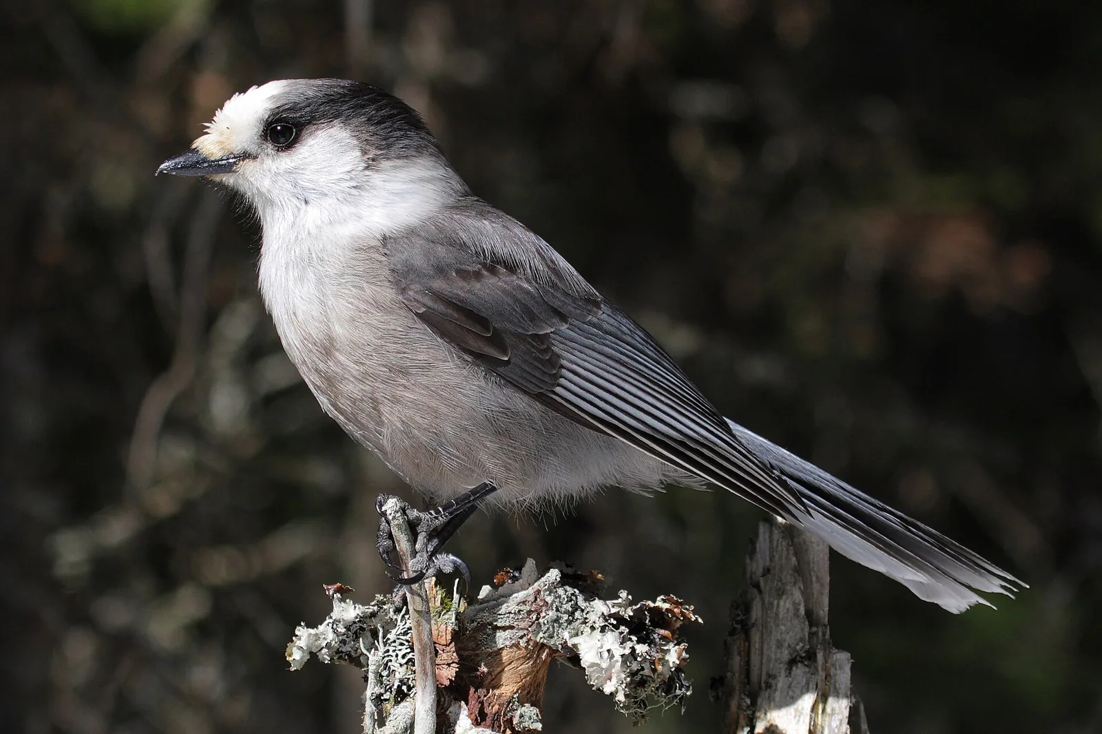 Škriekavec bieločelý (Perisoreus canadensis)
