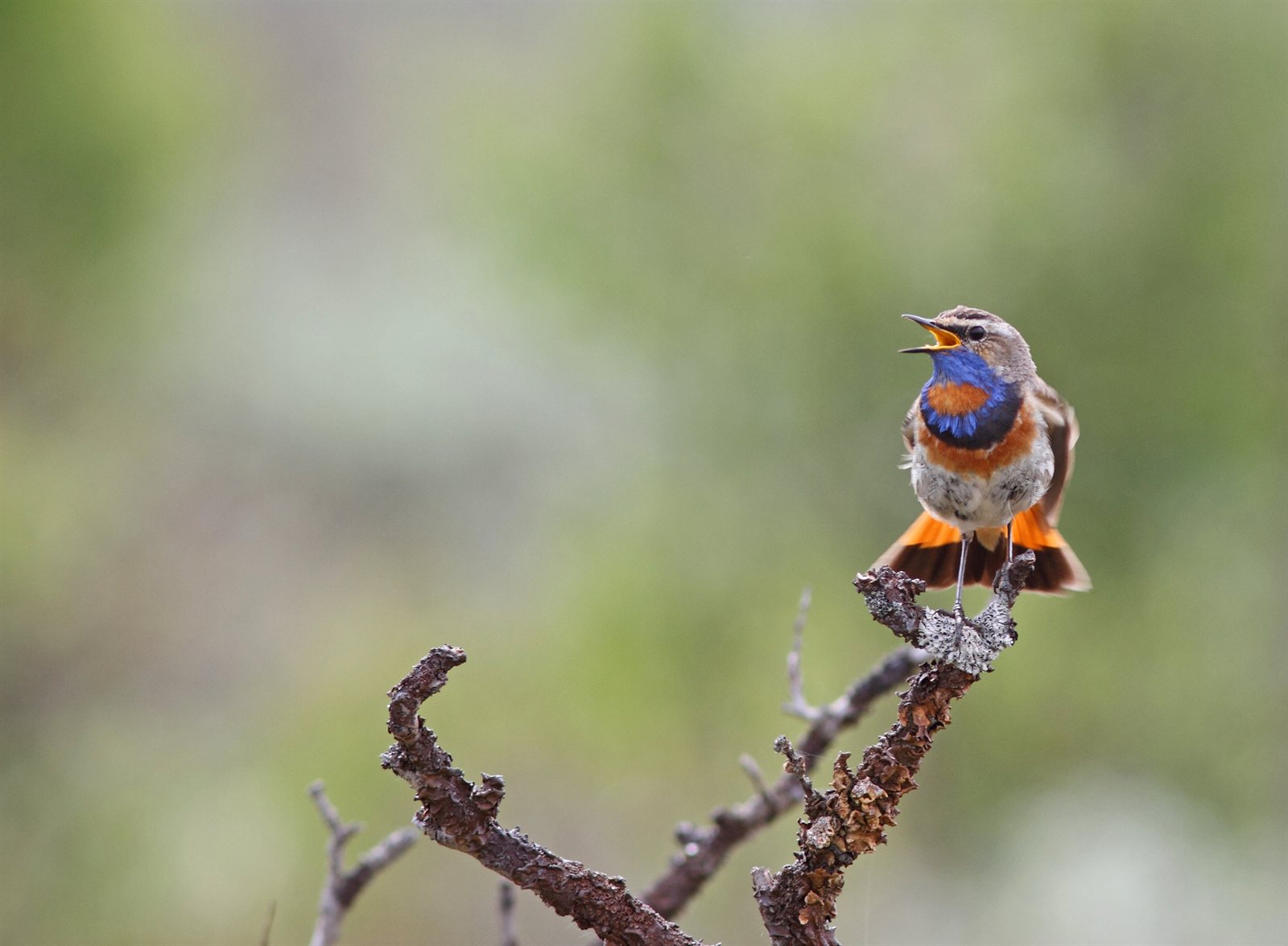 Slávik modrák — Luscinia svecica svecica „red-spotted bluethroat", nominátny škandinávsky poddruh s ČERVENOU stredbodkou (vs biela u cyanecula v SR), Fokstumyra marsh Nórsko 1. júla 2017, foto Bouke ten Cate CC BY-SA 4.0