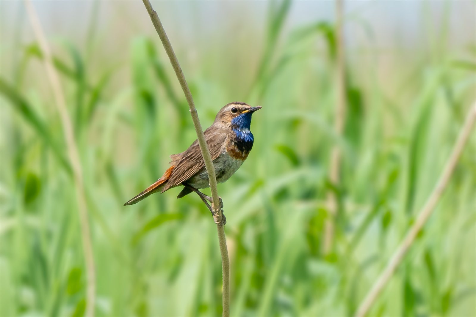 Slávik modrák cyanecula v rákosovom poraste (Phragmites australis) — typický biotop druhu (najužší biotopový profil zo slovenských slávikov), Schobüll/Husum Schleswig-Holstein Nemecko 2. júna 2020, foto Michael Graf CC BY-SA 4.0
