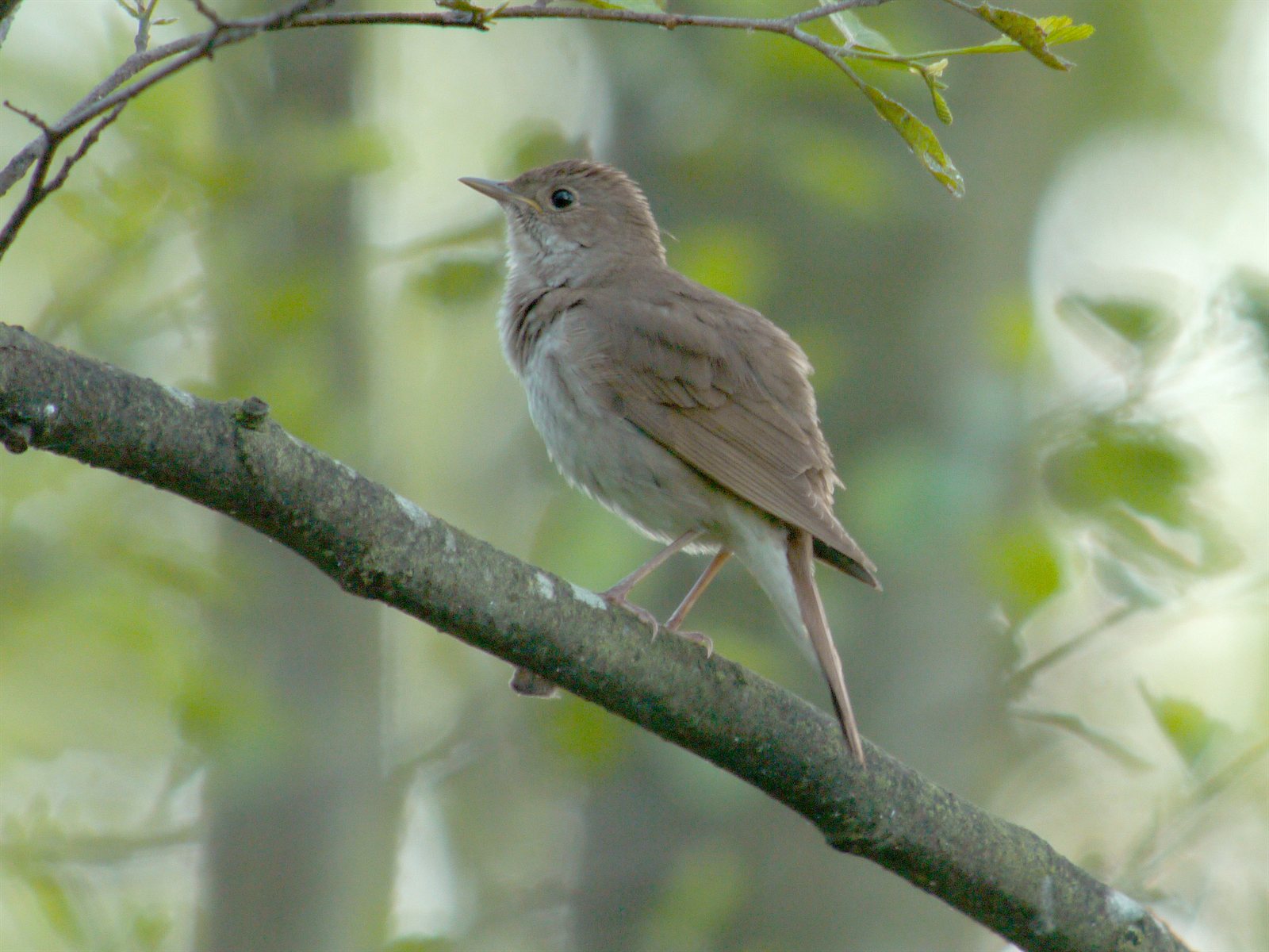 Slávik tmavý — Luscinia luscinia, dospelý jedinec v hustom podraste vlhkého lužného biotopu (preferovaný biotop druhu — Reif et al. 2011 ecological character displacement), Gugny Biebrza National Park Poľsko 2010, foto Frank Vassen CC BY 2.0