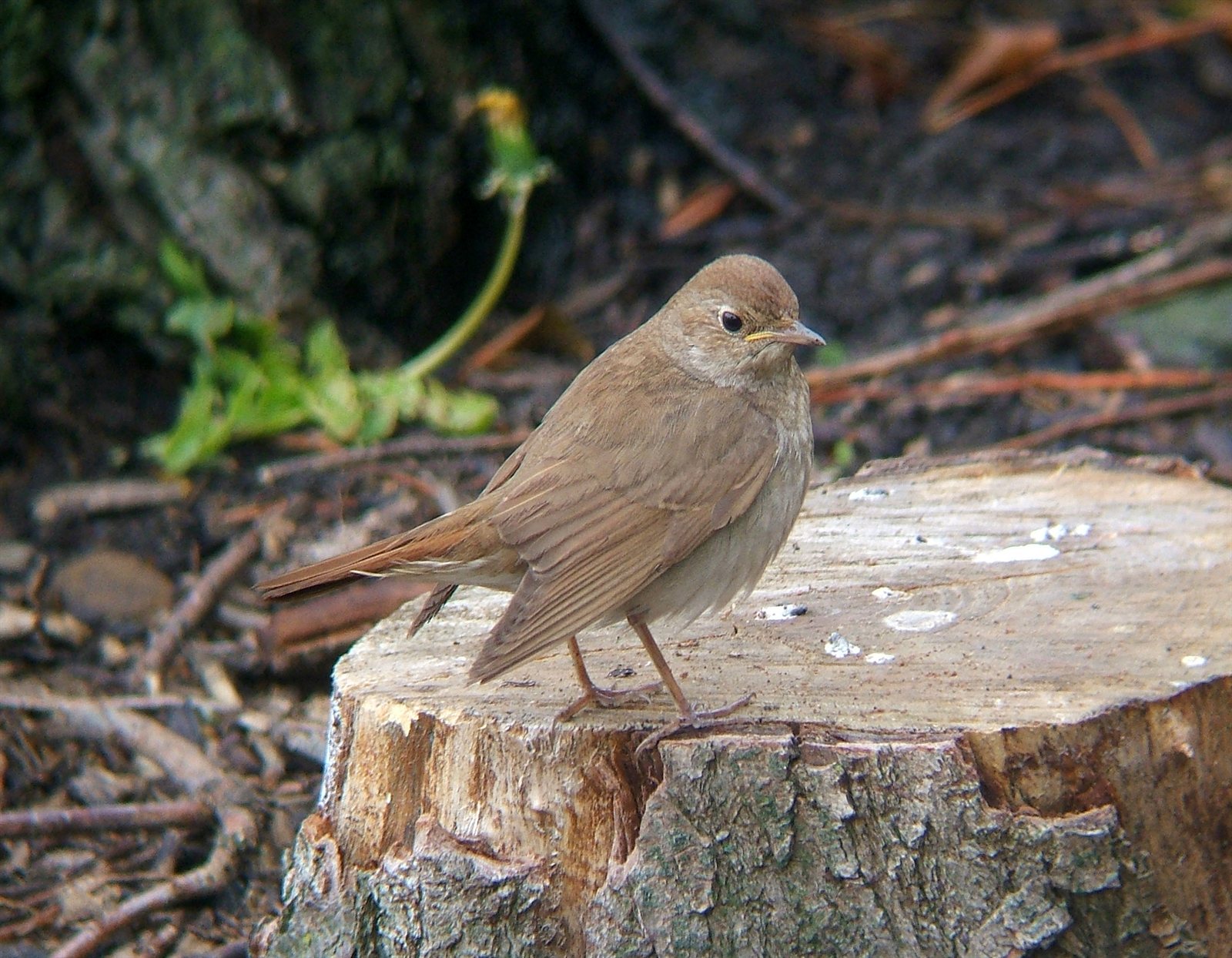 Slávik tmavý — dospelý jedinec na migračnej zástavke v UK (vzácny vagrant — BTO 508 záznamov 2011–22, prvý UK záznam Shetland 1911), Hartlepool Headland County Durham máj 2013, foto MPF CC BY-SA 3.0