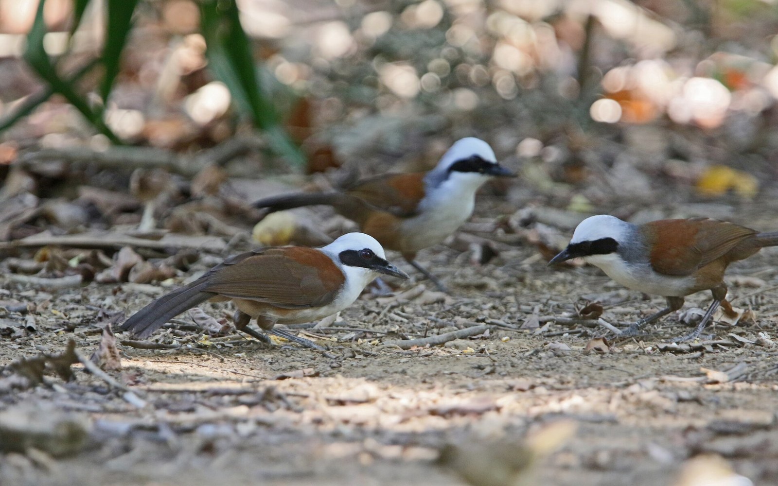 Sojkovec bielochochlatý (Garrulax leucolophus)