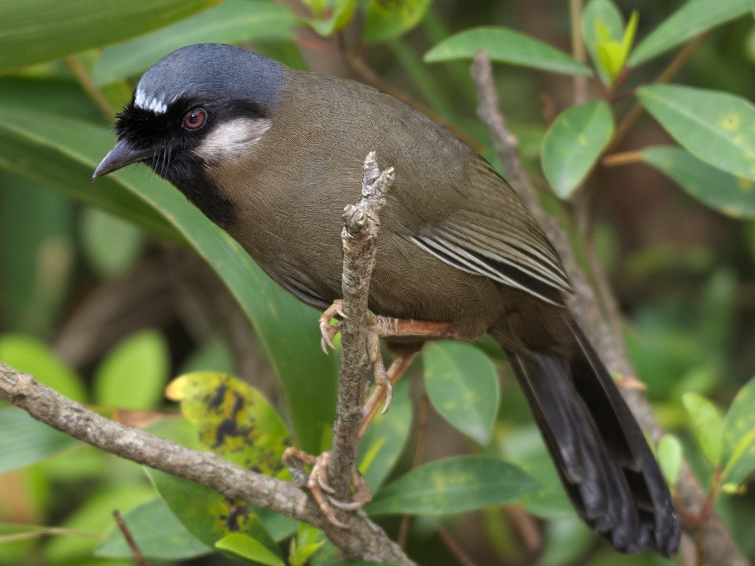 Sojkovec čiernohrdlý (Pterorhinus chinensis)