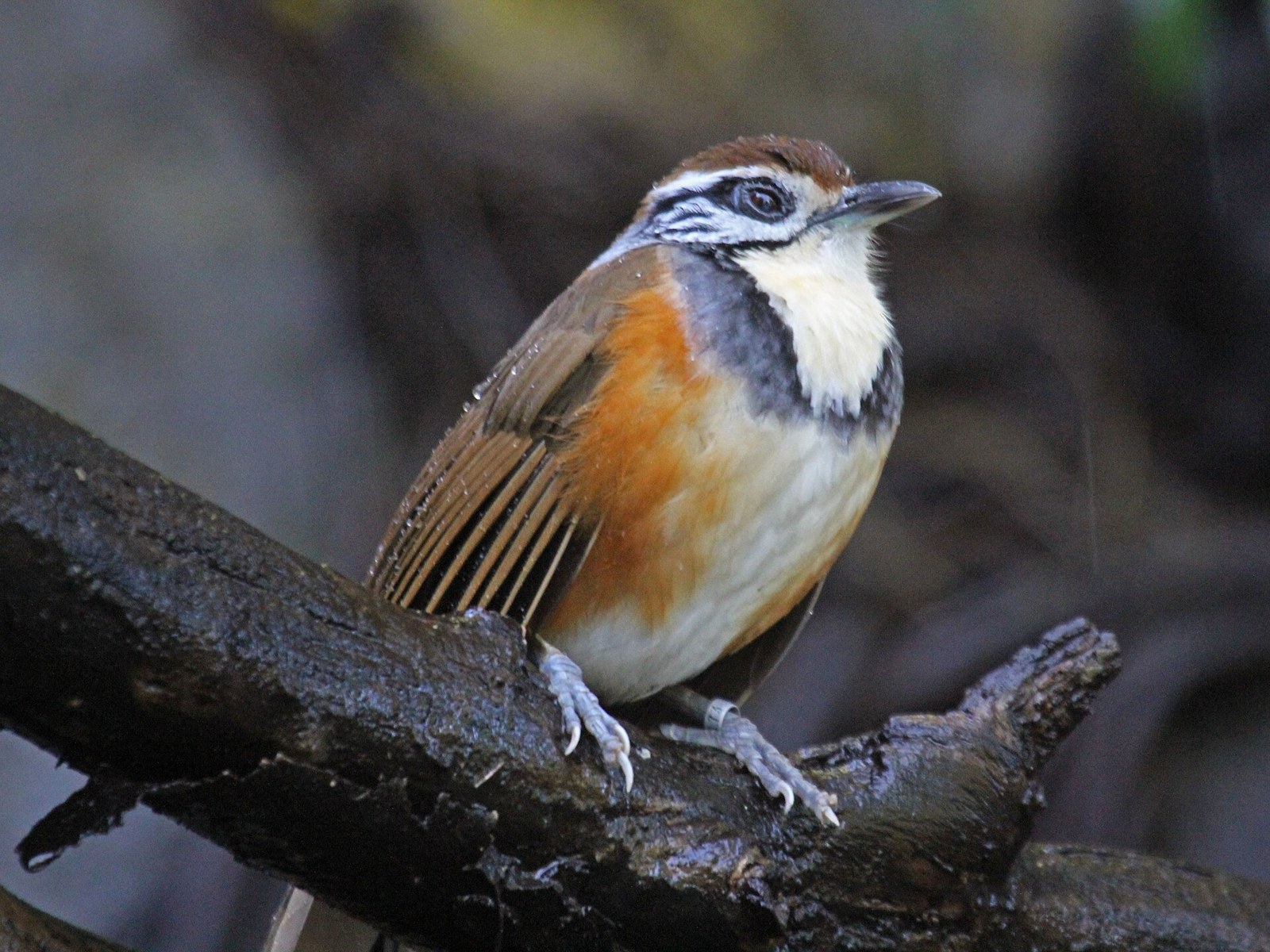 Sojkovec golierový (Pterorhinus pectoralis)