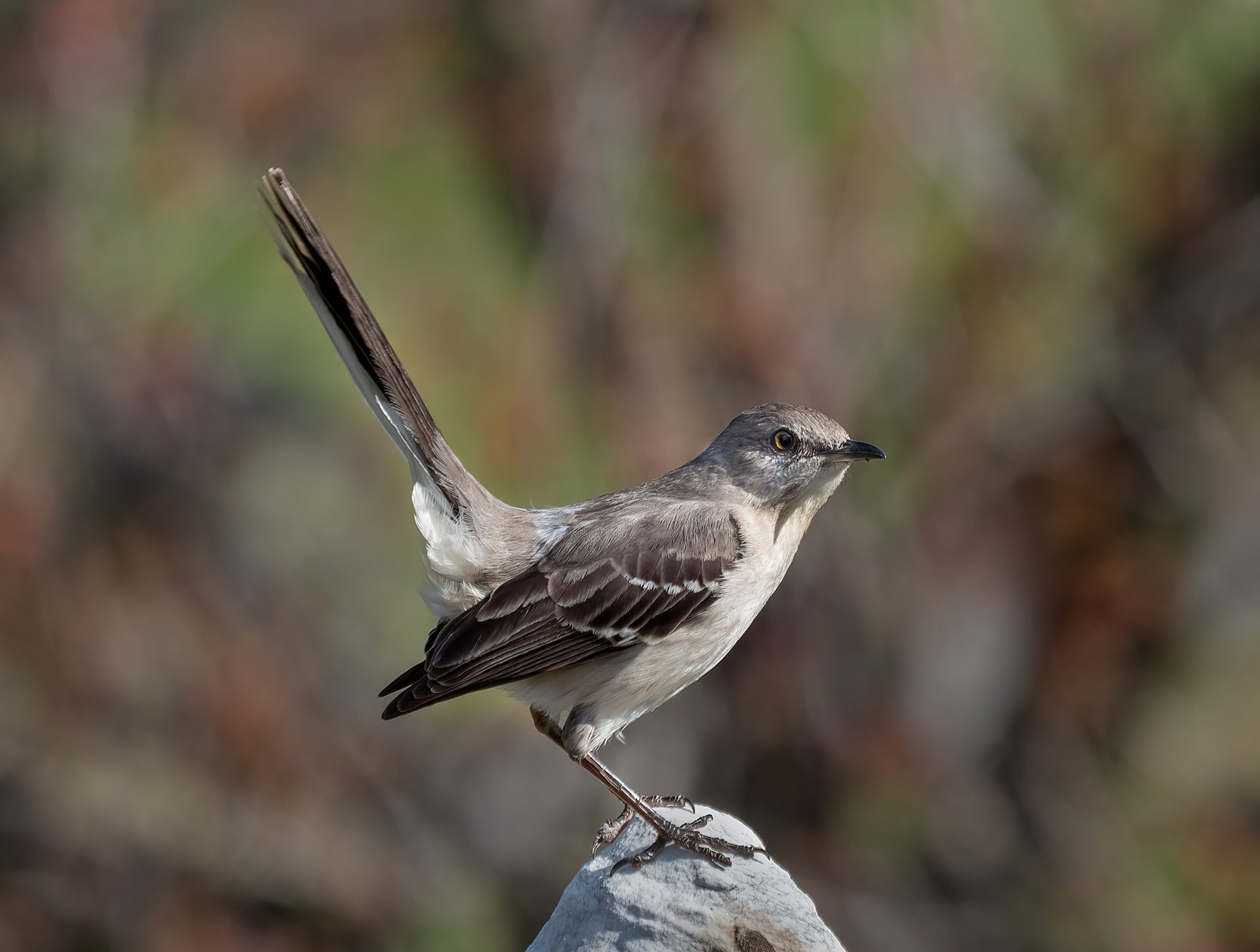 Spevák mnohohlasý (Mimus polyglottos)