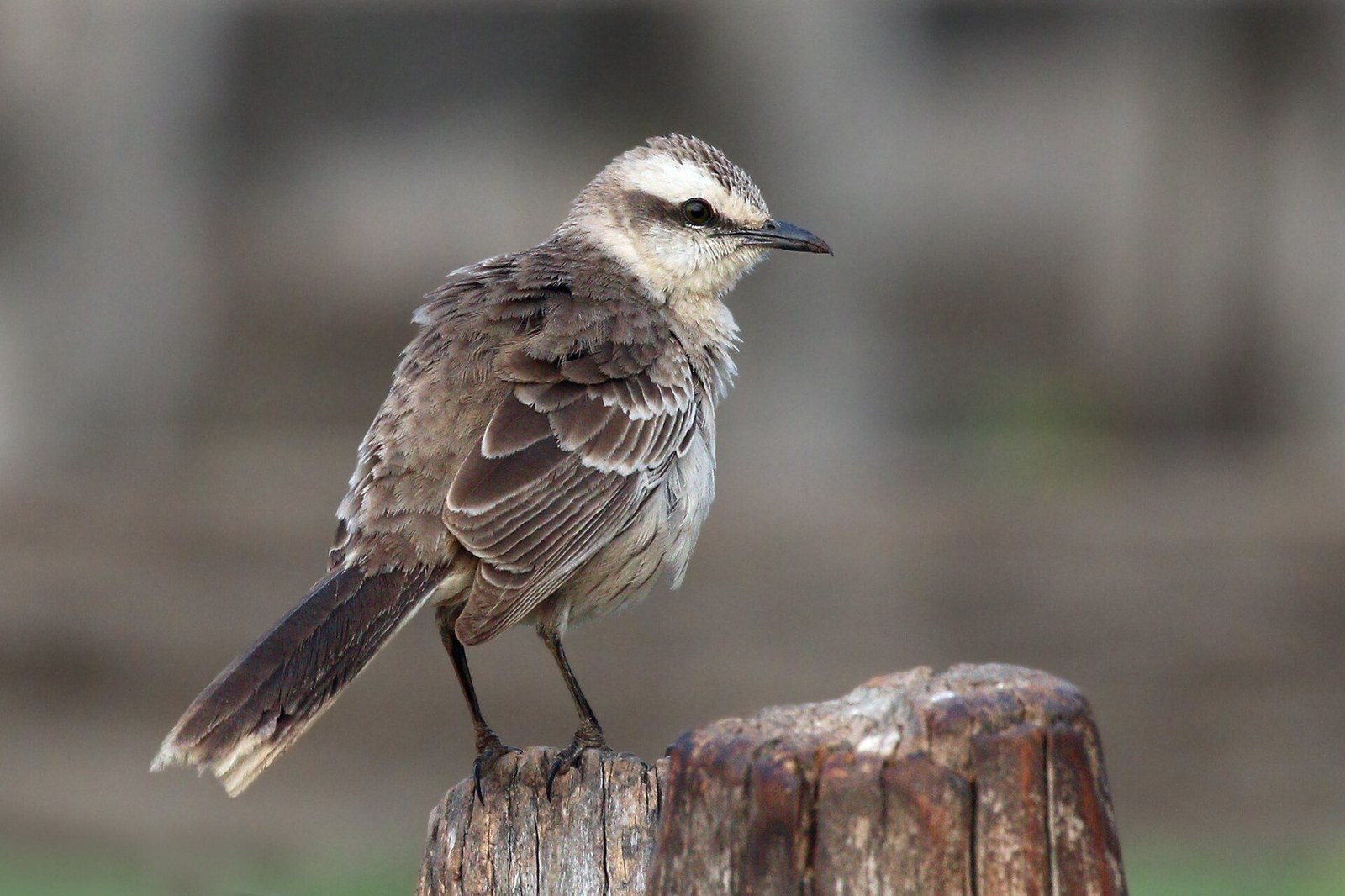Spevák obočnatý (Mimus saturninus)