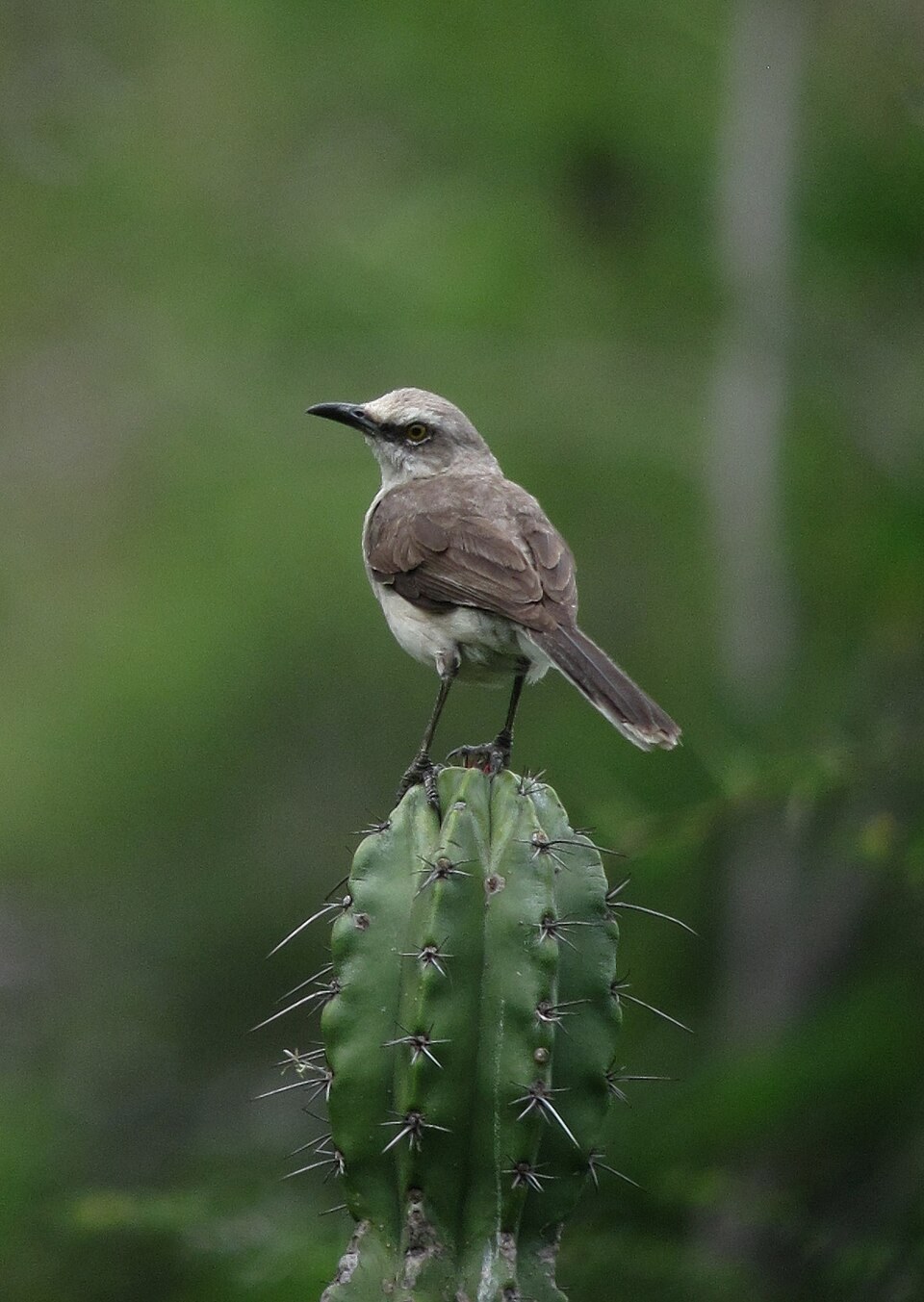 Spevák tropický (Mimus gilvus)