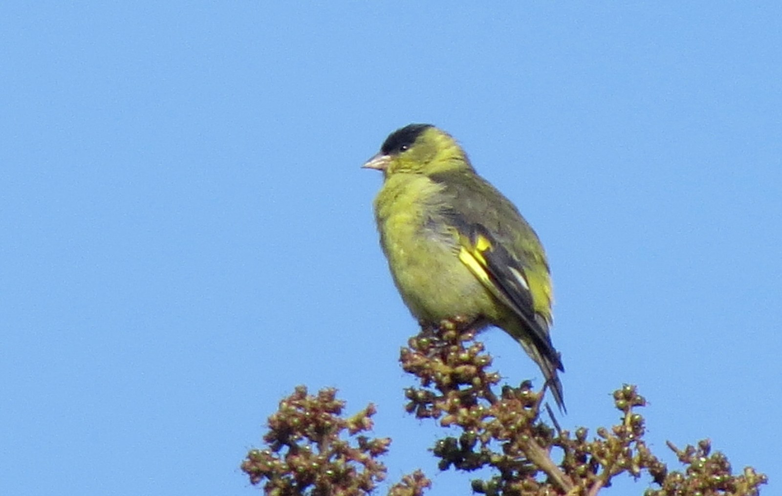 Stehlík andský (Spinus spinescens)