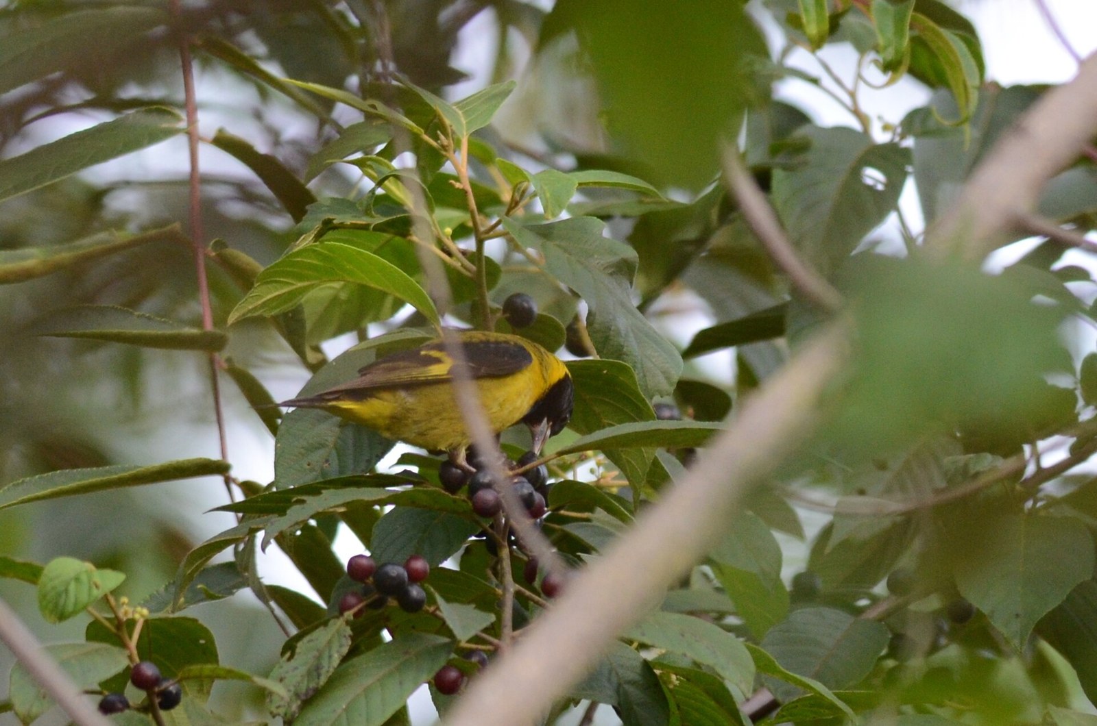 Stehlík čiernoprsý (Spinus notatus)