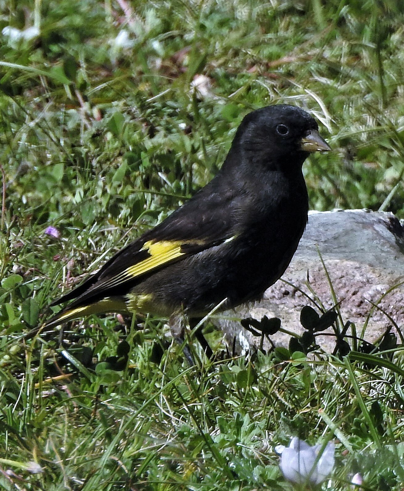 Stehlík čierny (Spinus atratus)