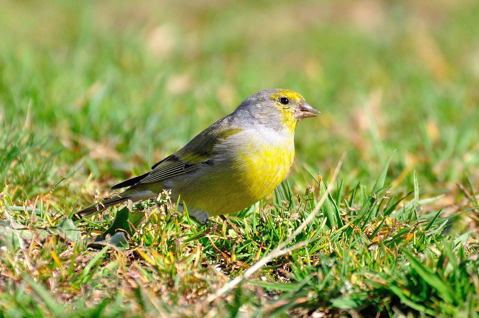 Stehlík citrónový (Carduelis citrinella)