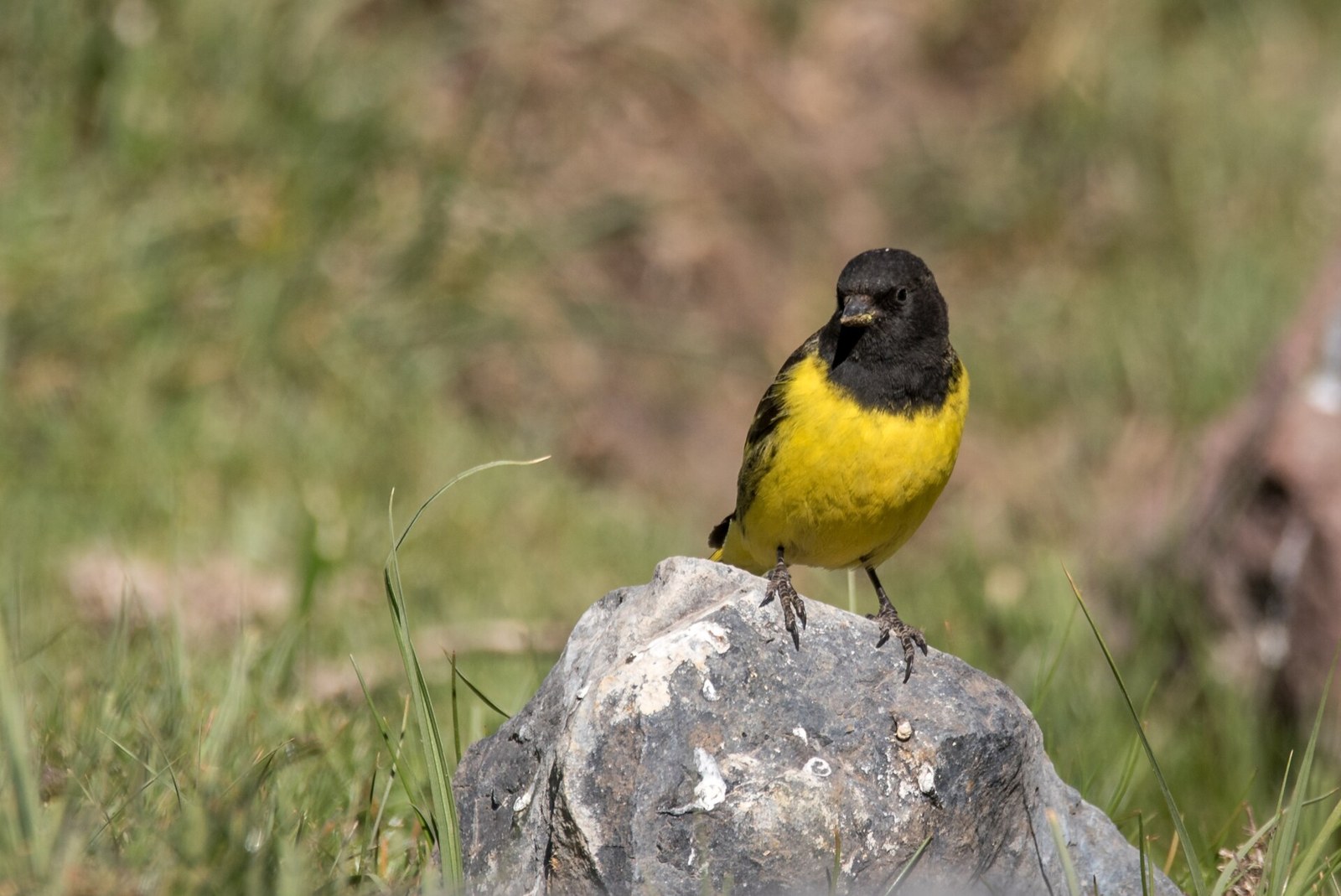 Stehlík kapucňový (Spinus uropygialis)