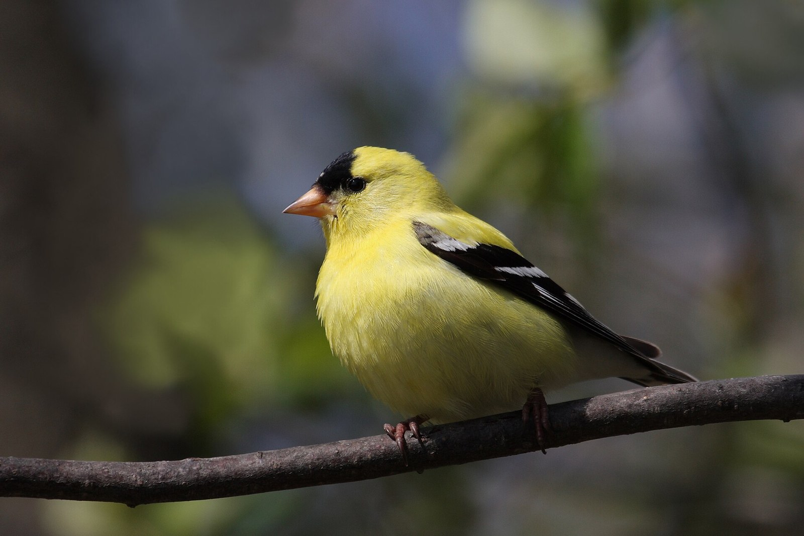 Stehlík zlatý (Spinus tristis)