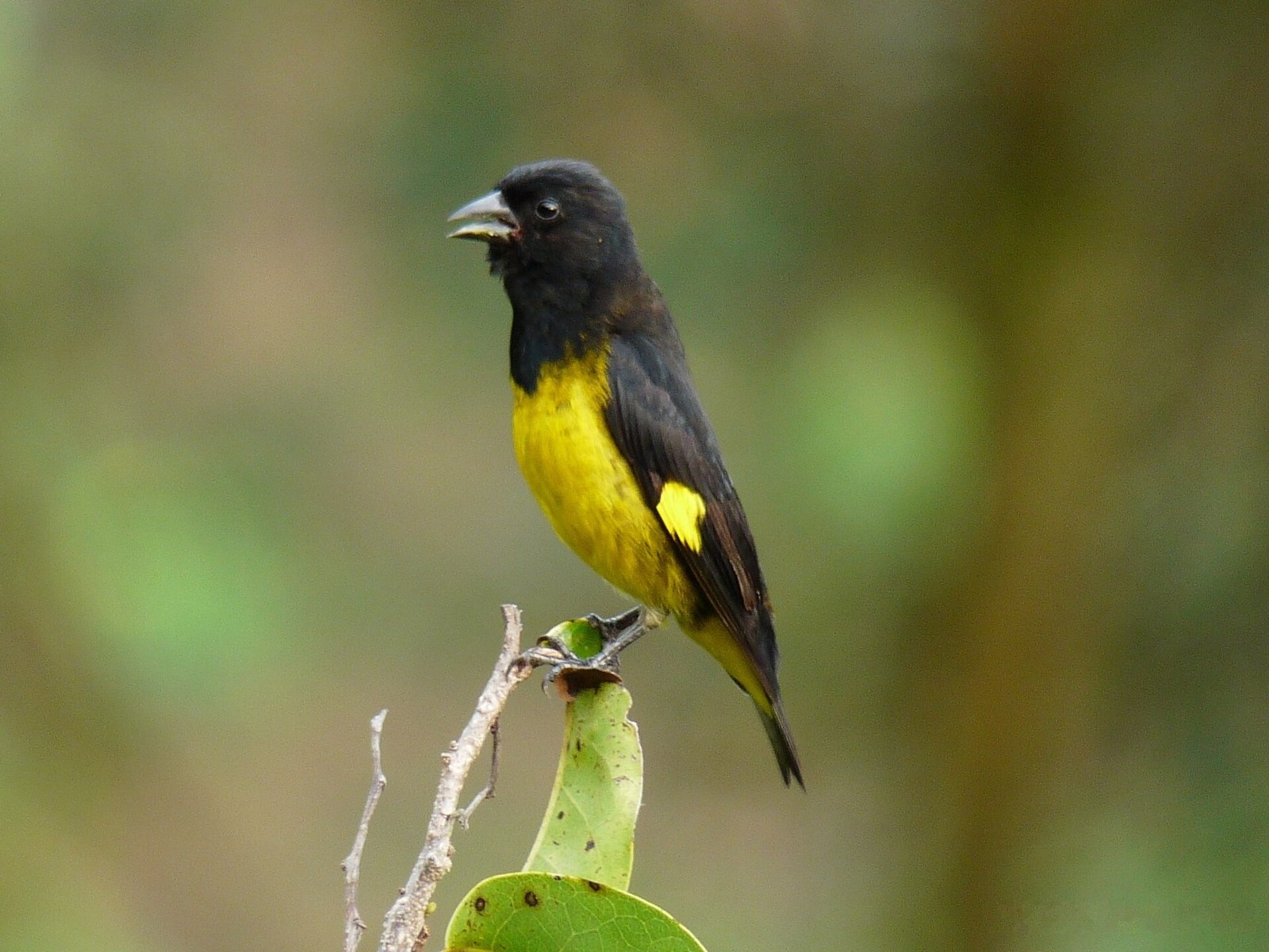Stehlík žltobruchý (Spinus xanthogastrus)