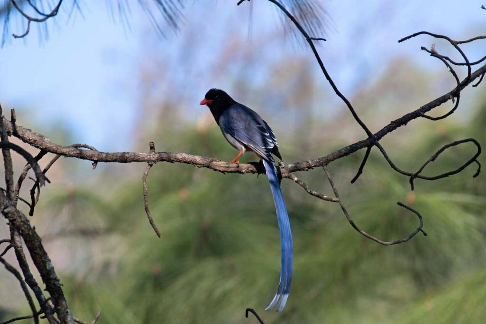 Straka červenozobá (Urocissa erythroryncha)