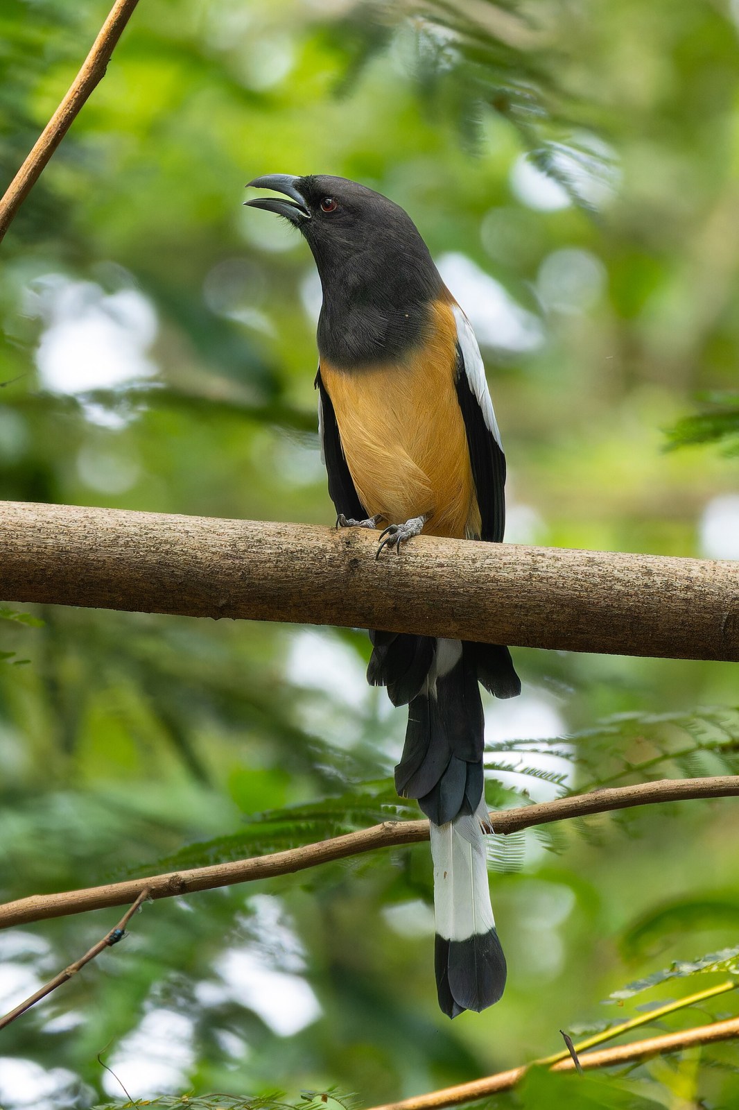 Strakaňa hájová (Dendrocitta vagabunda)