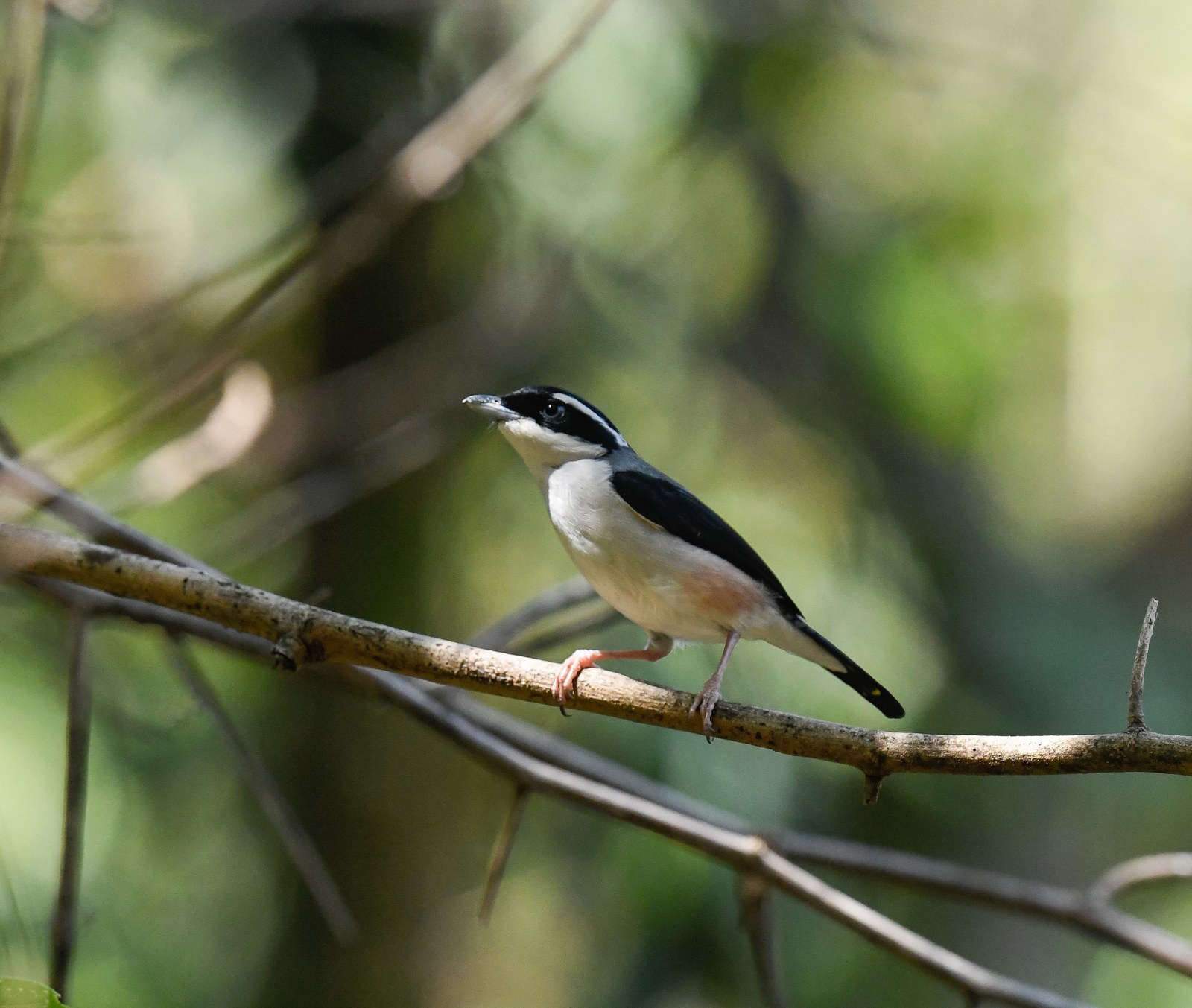 Strakoška obočnatá (Pteruthius aeralatus)