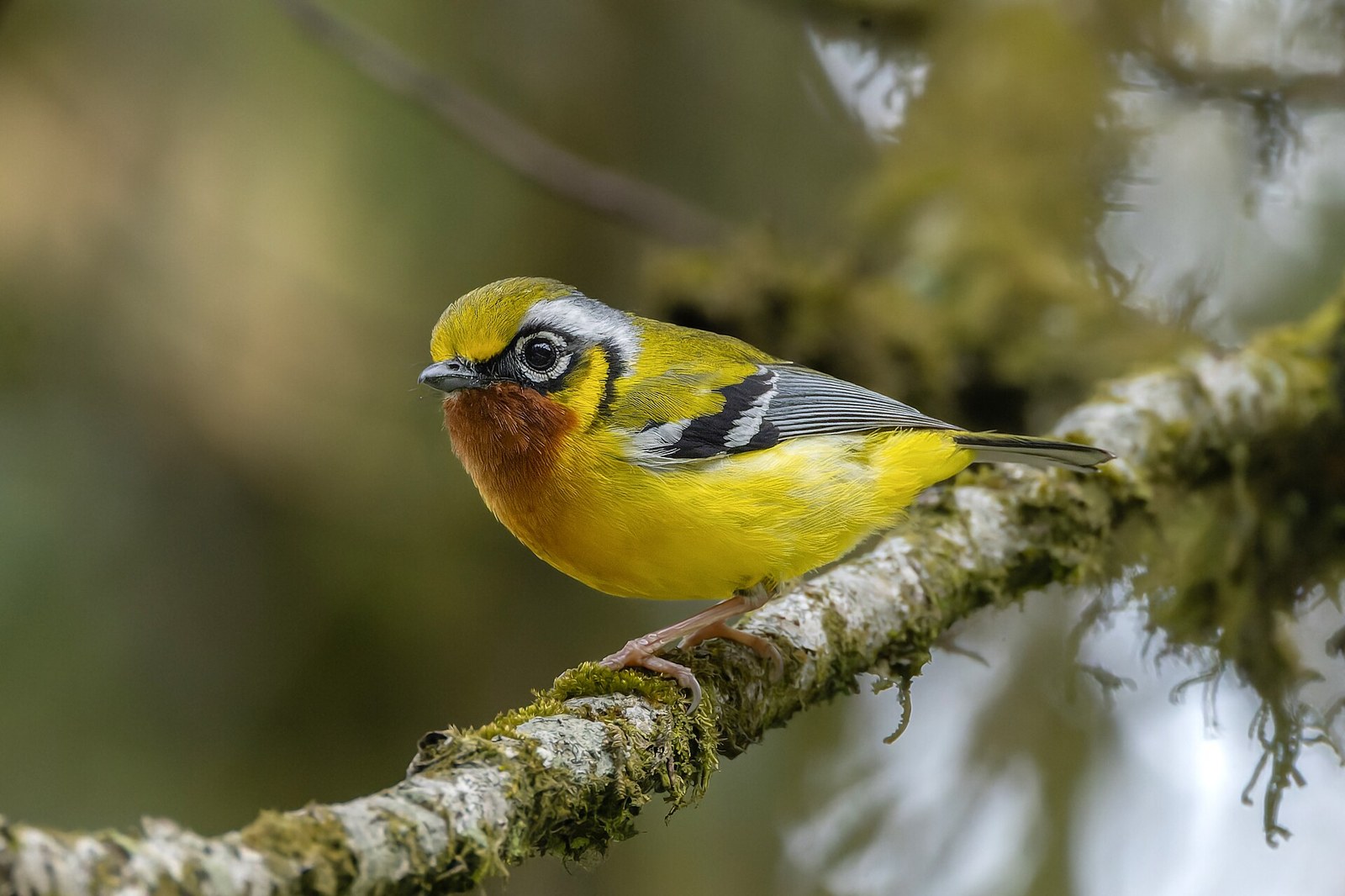Strakoška žltočelá (Pteruthius melanotis)
