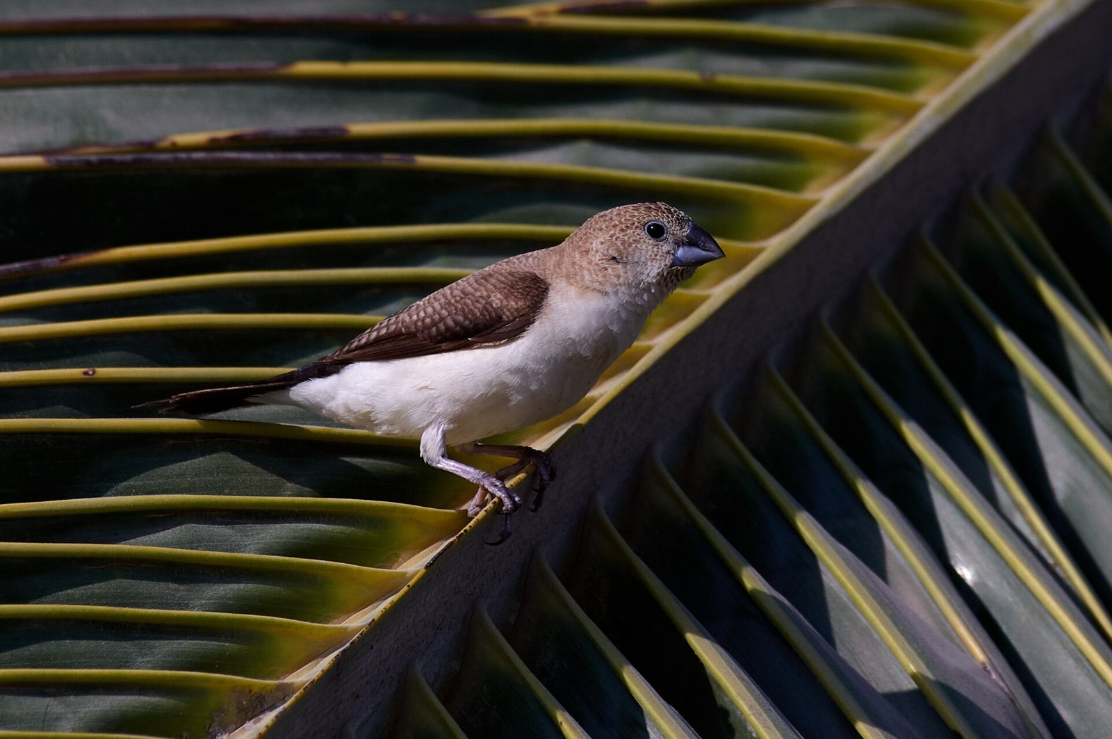 Striebrozobka africká (Euodice cantans)