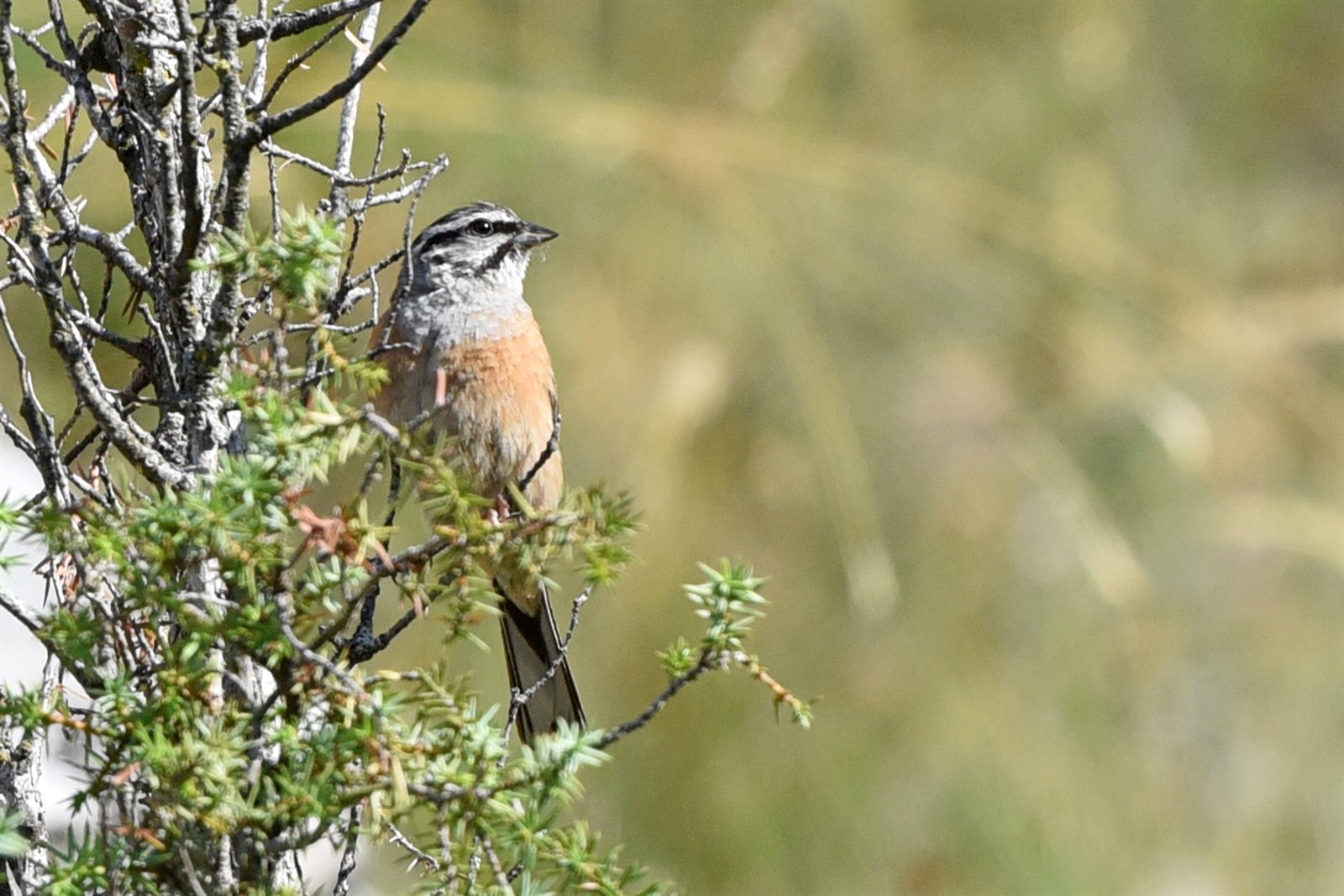 Strnádka cia (Rock Bunting) — samec spievajúci z exponovanej polohy na vrchole skaly, typický horský biotop južne orientovaných suchých svahov