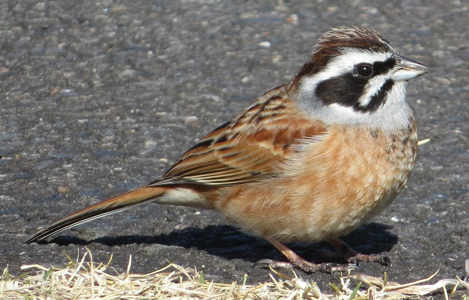 Strnádka hnedá (Emberiza cioides)