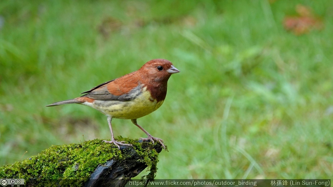 Strnádka hrdzavá (Emberiza rutila)
