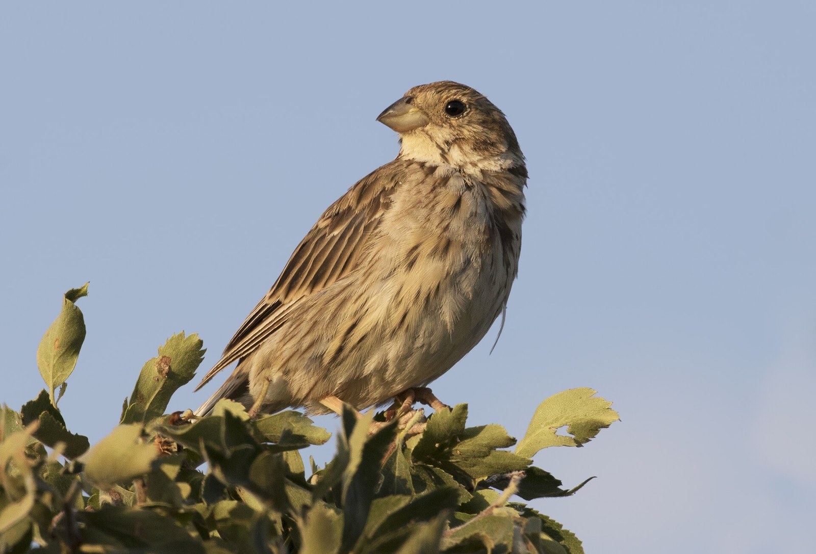 Strnádka lúčna (Emberiza calandra)